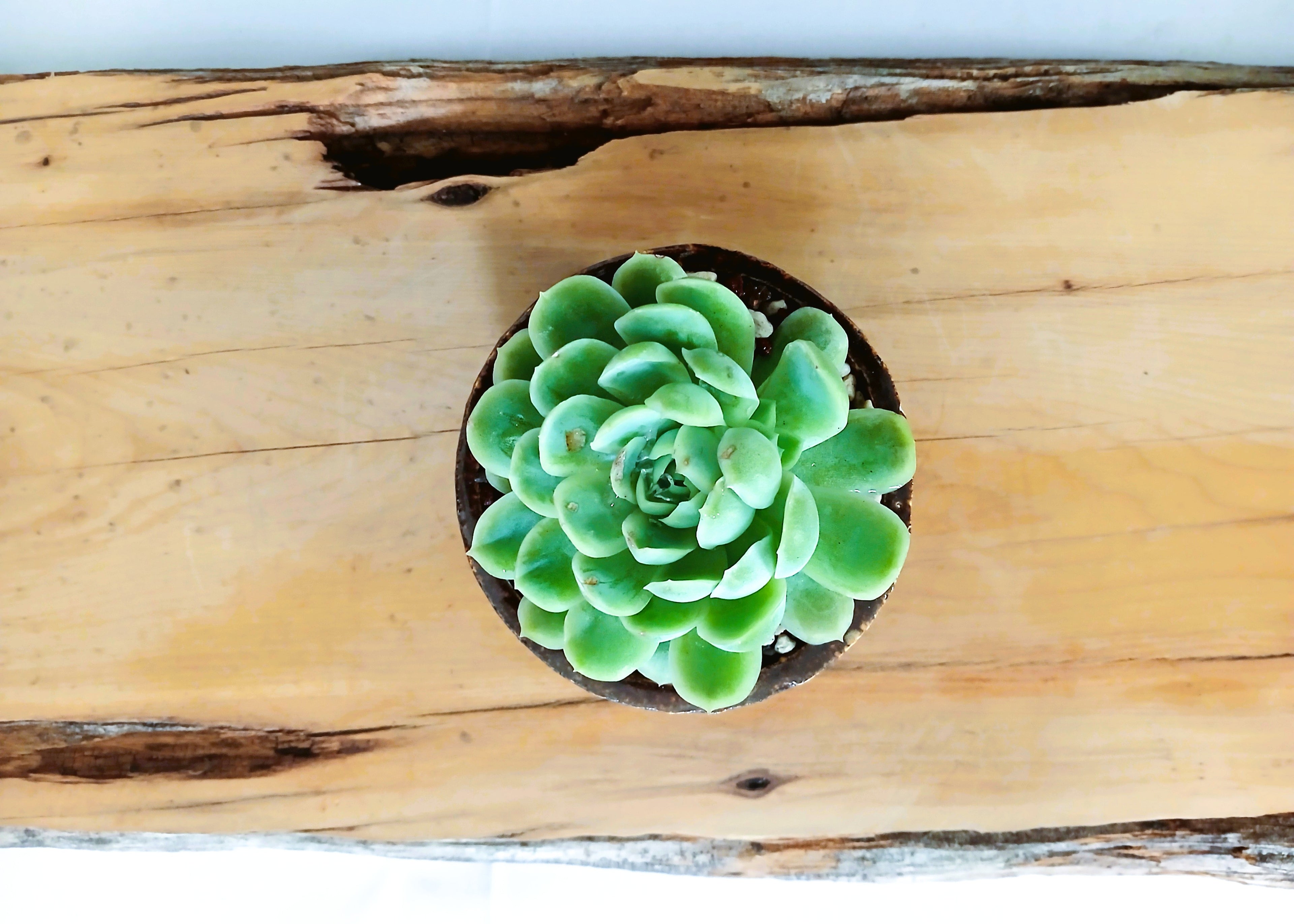 Encouraging Desk Buddies - Mexican Snowball — NZ Handmade Ceramic Pot - The Plant Warehouse NZ