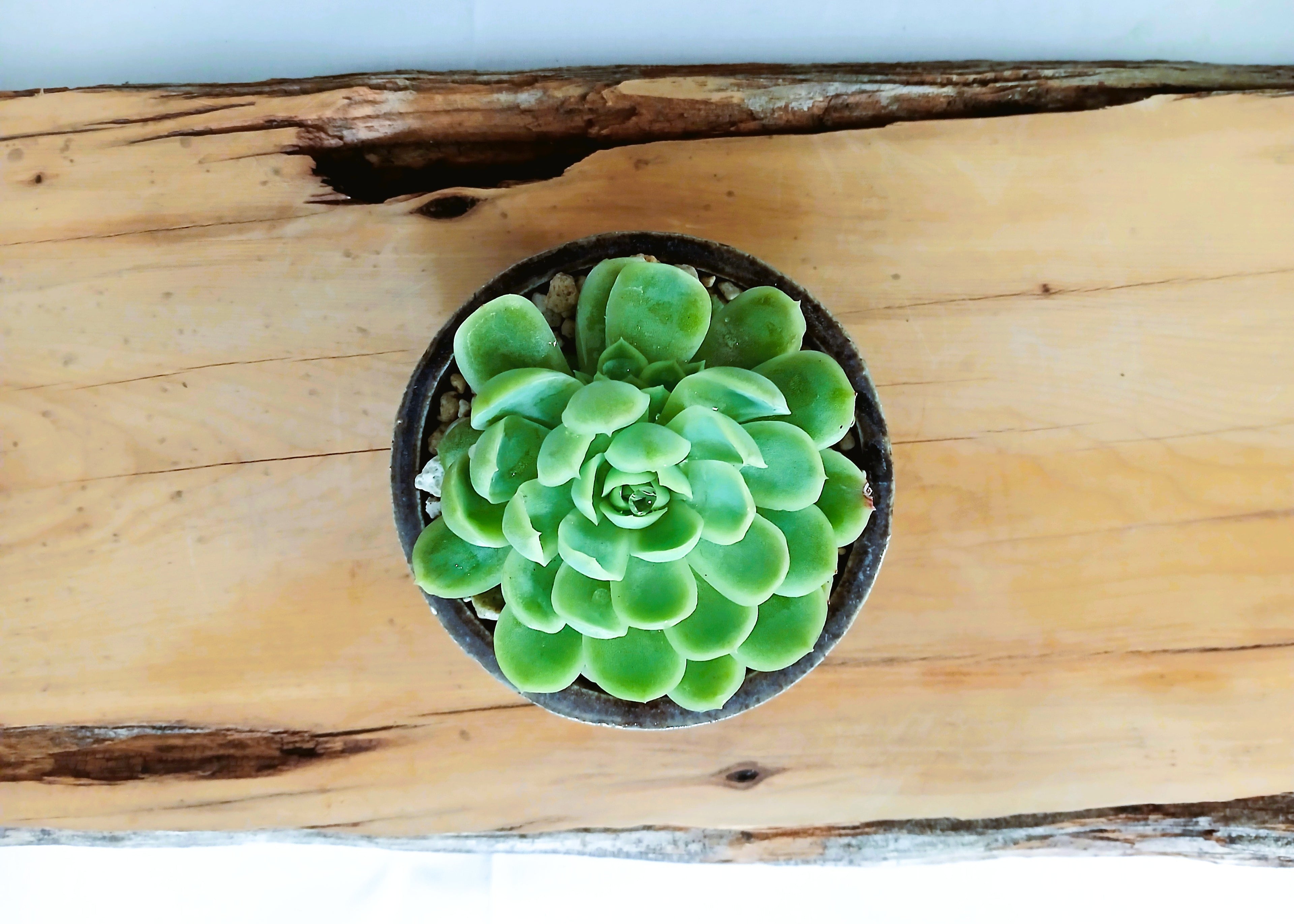 Encouraging Desk Buddies - Mexican Snowball — NZ Handmade Ceramic Pot - The Plant Warehouse NZ