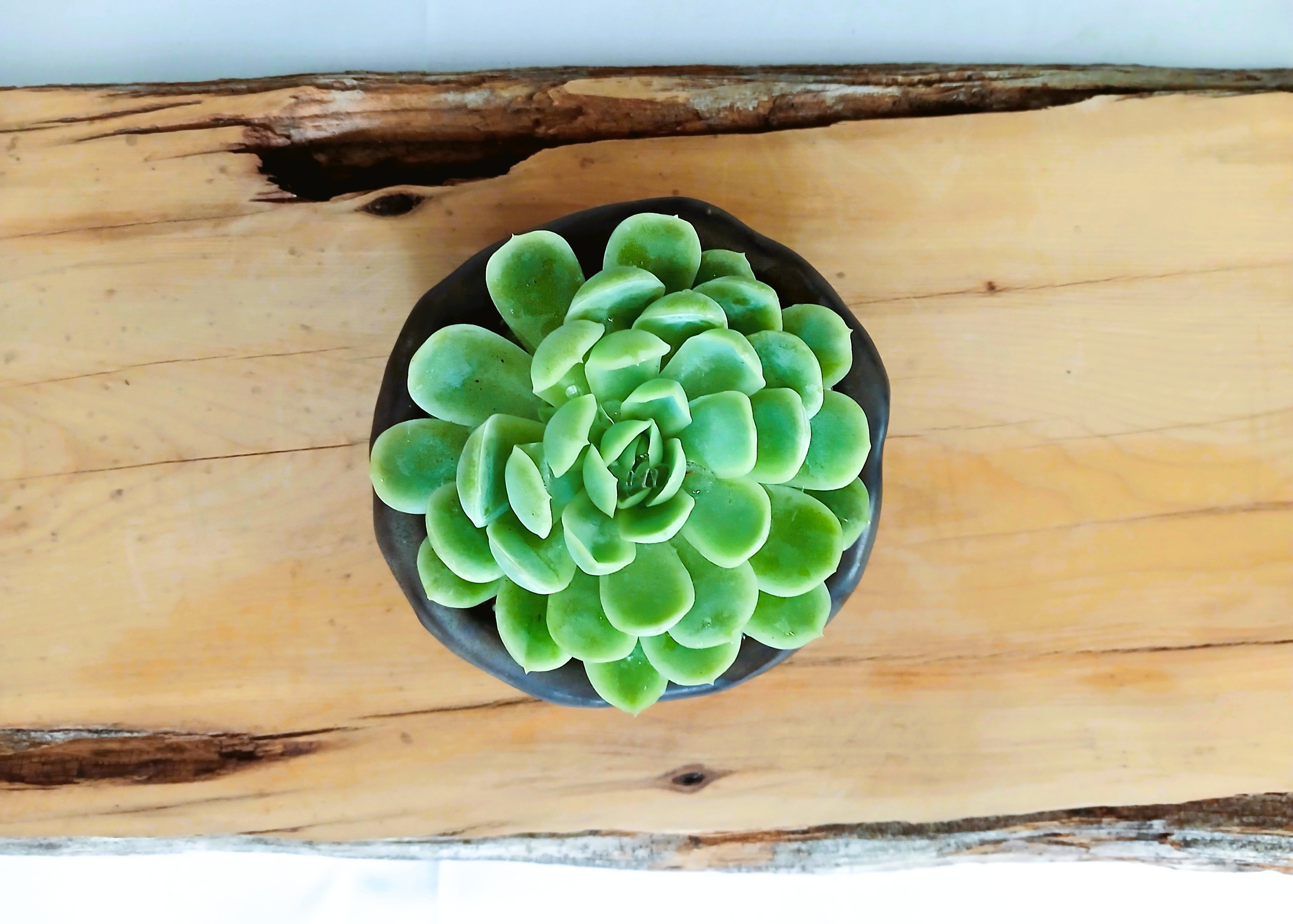 Encouraging Desk Buddies - Mexican Snowball — NZ Handmade Ceramic Pot - The Plant Warehouse NZ