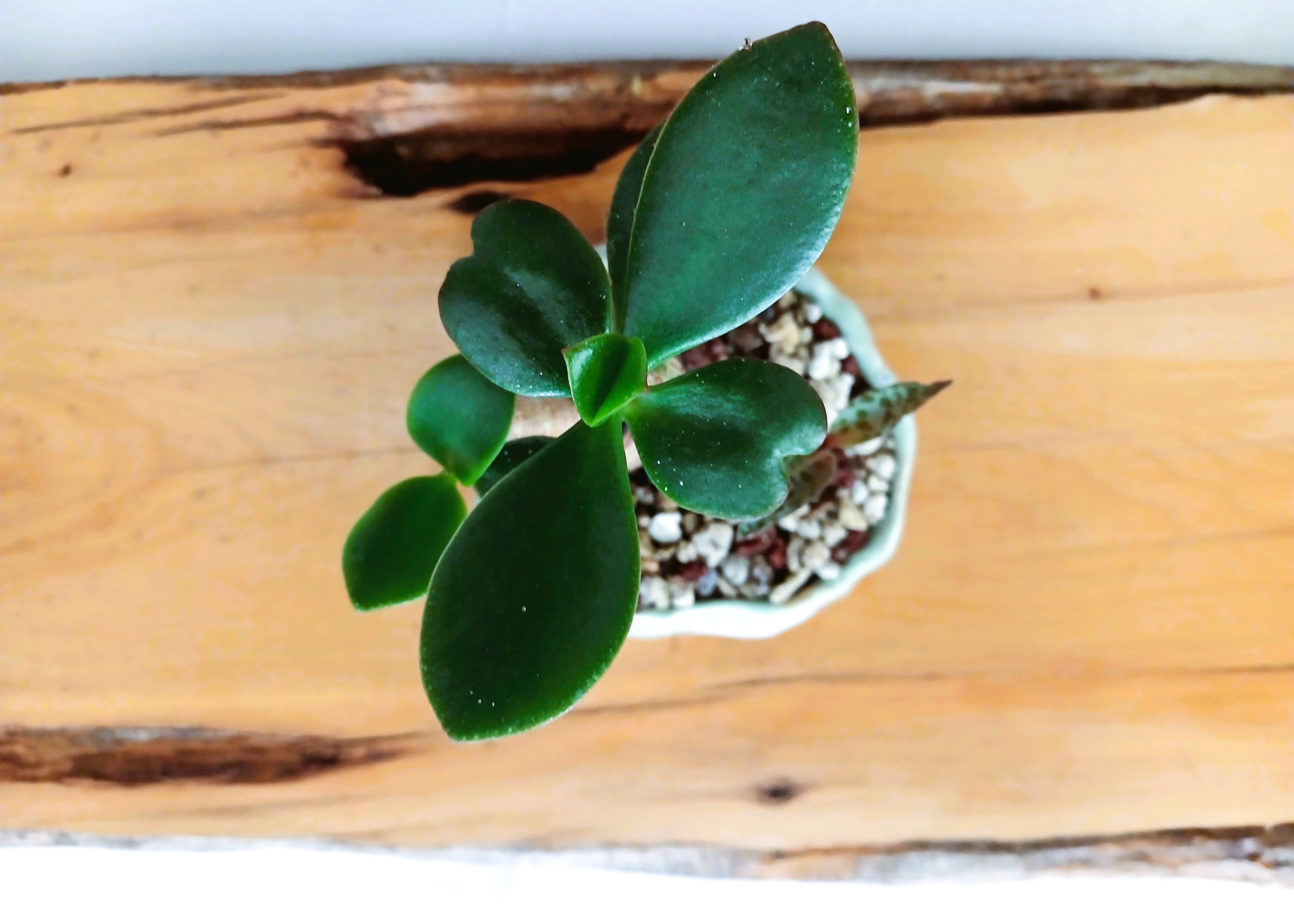 Encouraging Desk Buddies - Jade & Silver Squill — NZ Handmade Ceramic Pot - The Plant Warehouse NZ