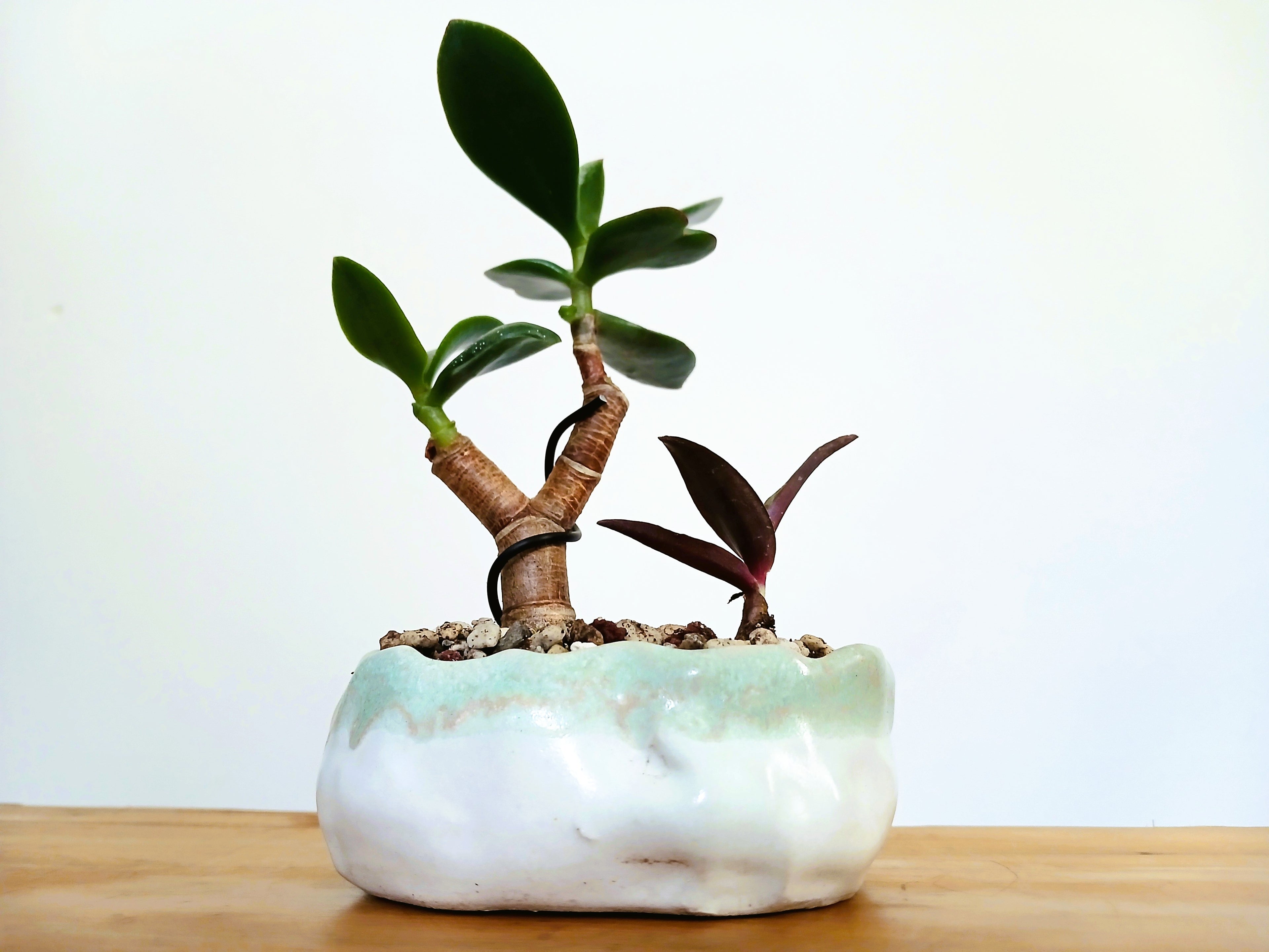 Encouraging Desk Buddies - Jade & Silver Squill — NZ Handmade Ceramic Pot - The Plant Warehouse NZ