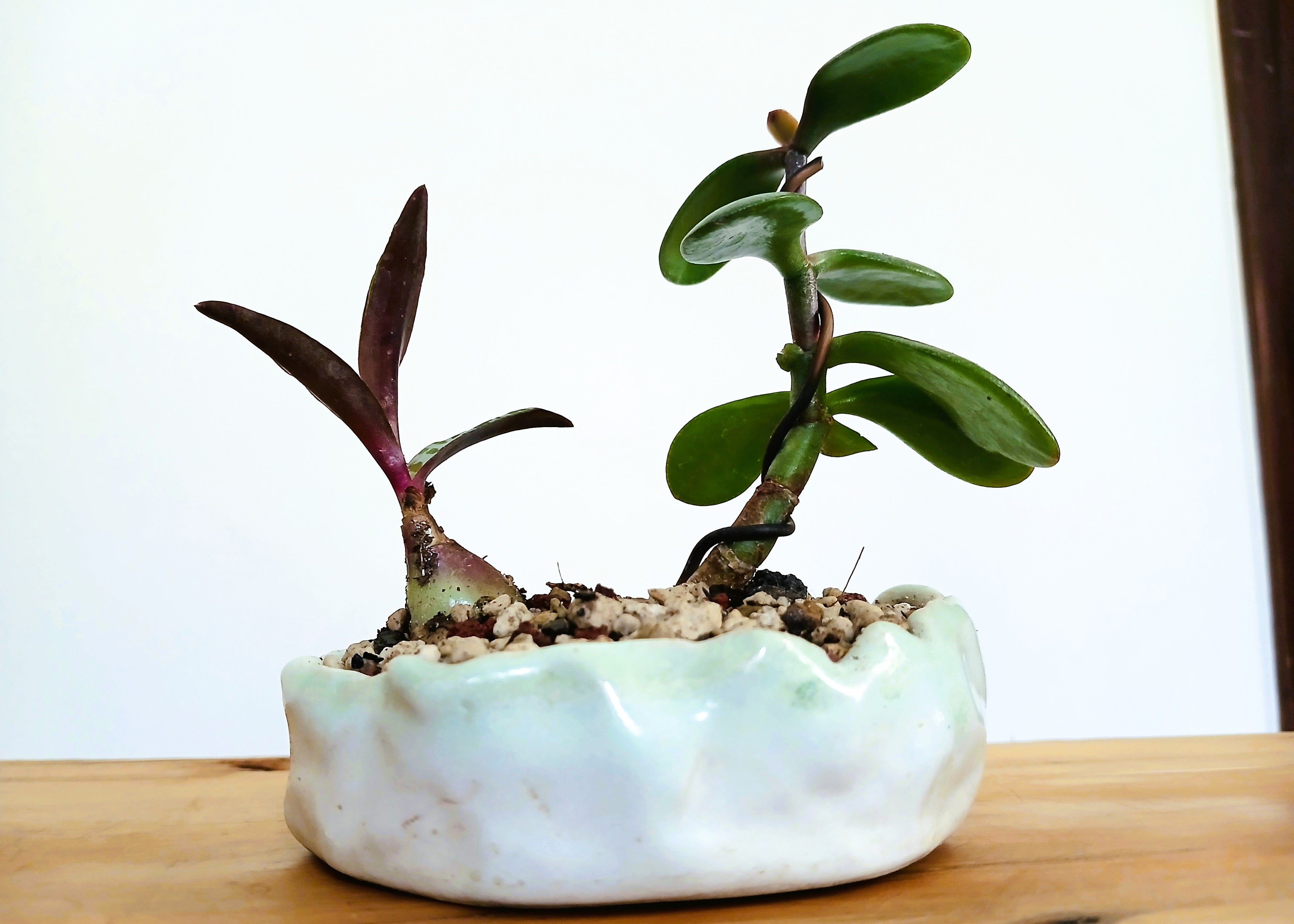 Encouraging Desk Buddies - Jade & Silver Squill — NZ Handmade Ceramic Pot - The Plant Warehouse NZ
