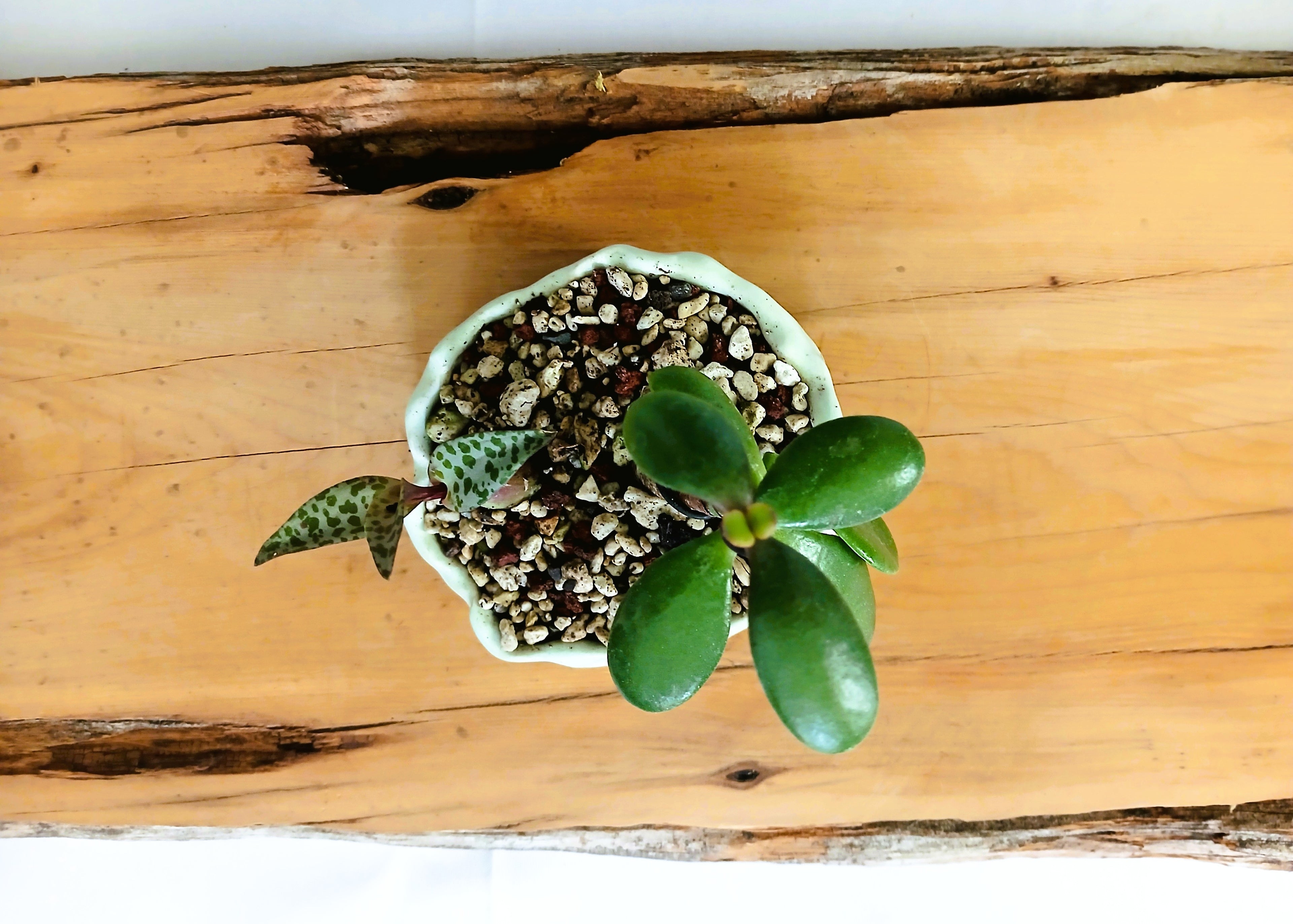 Encouraging Desk Buddies - Jade & Silver Squill — NZ Handmade Ceramic Pot - The Plant Warehouse NZ