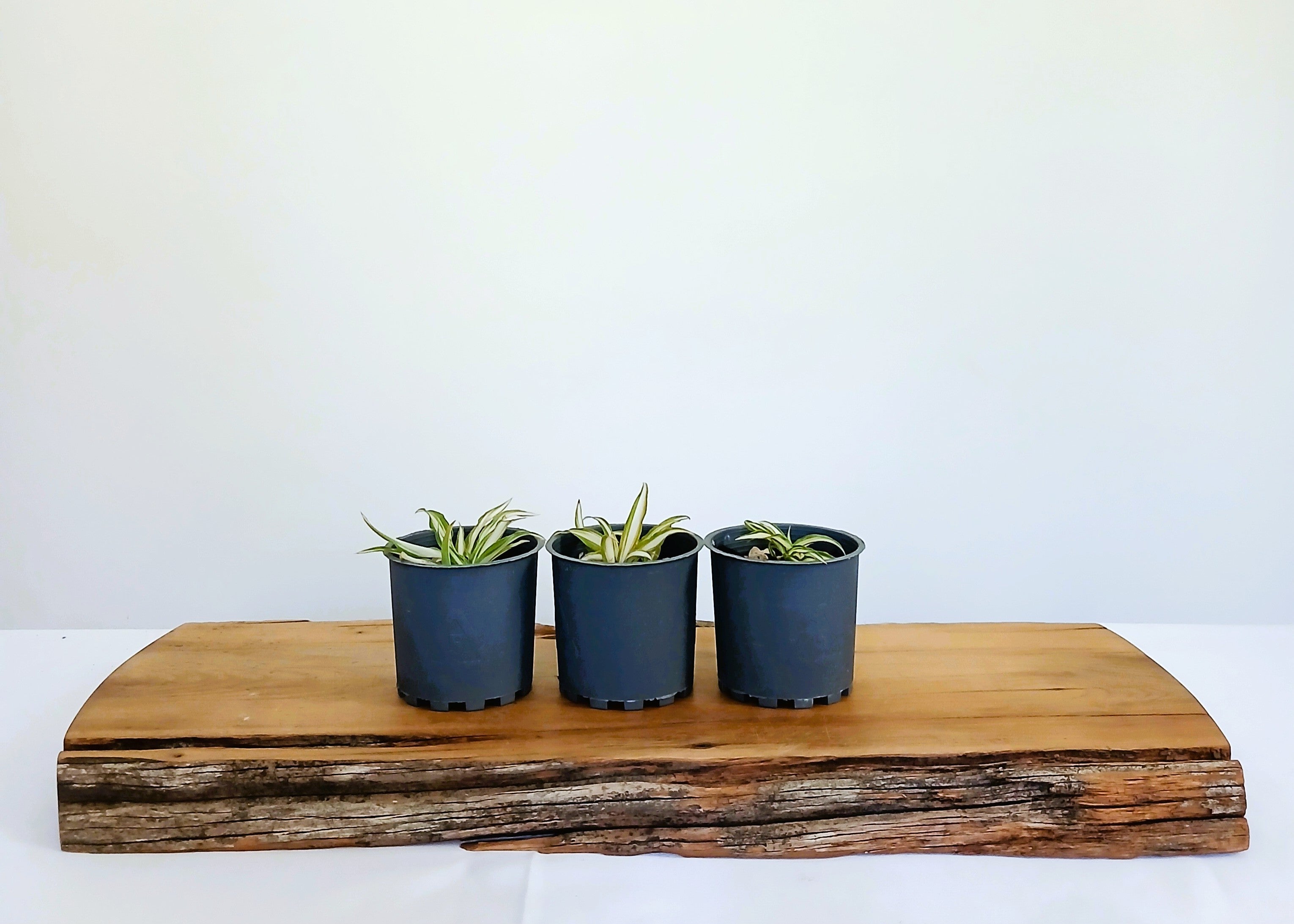 Spider Plant — Chlorophytum comosum — 0.2L — Seedling - The Plant Warehouse NZ