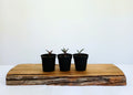 Silver Squill — Ledebouria socialis — 0.2L — Seedling - The Plant Warehouse NZ