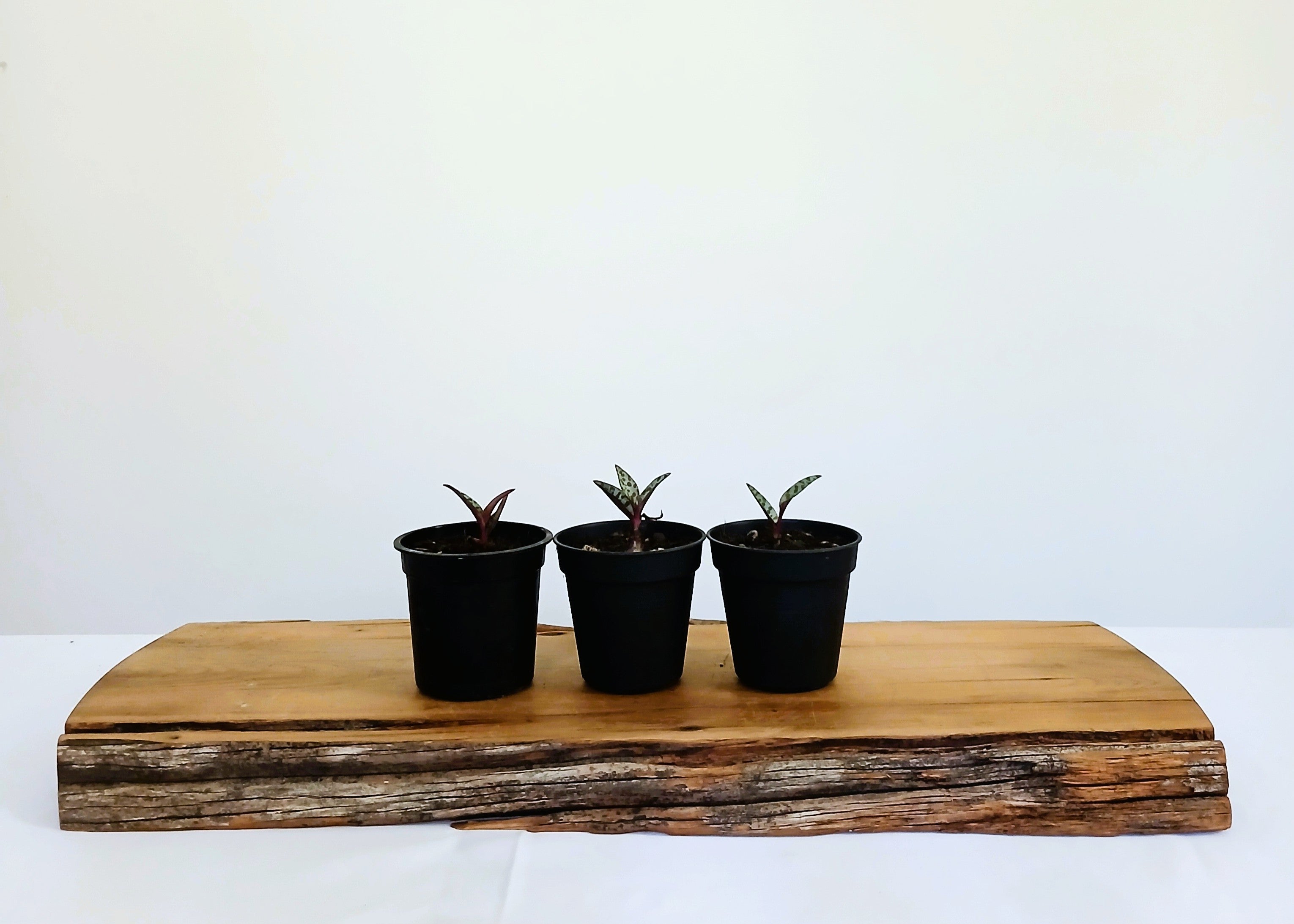 Silver Squill — Ledebouria socialis — 0.2L — Seedling - The Plant Warehouse NZ