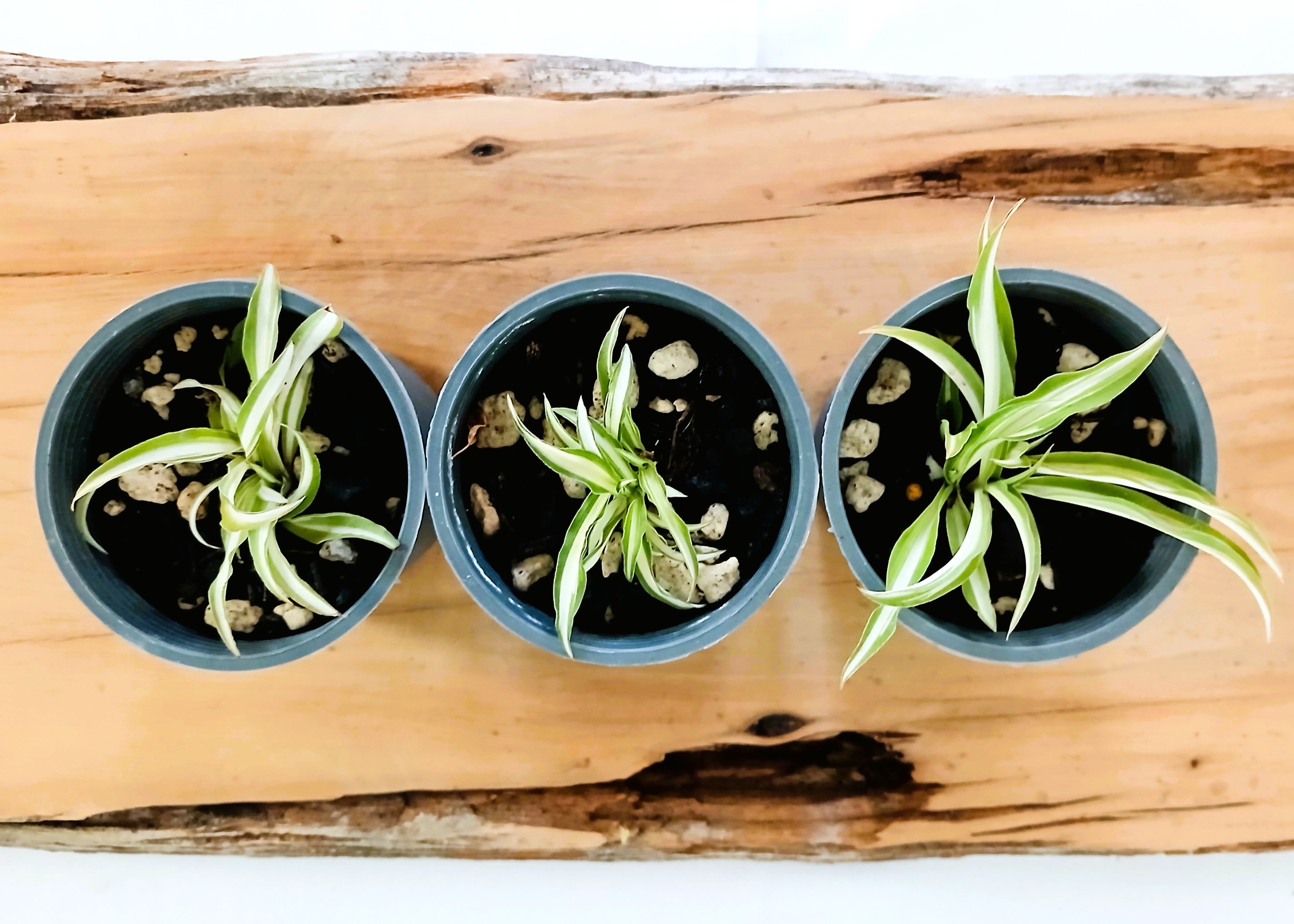 Spider Plant — Chlorophytum comosum — 0.2L — Seedling - The Plant Warehouse NZ