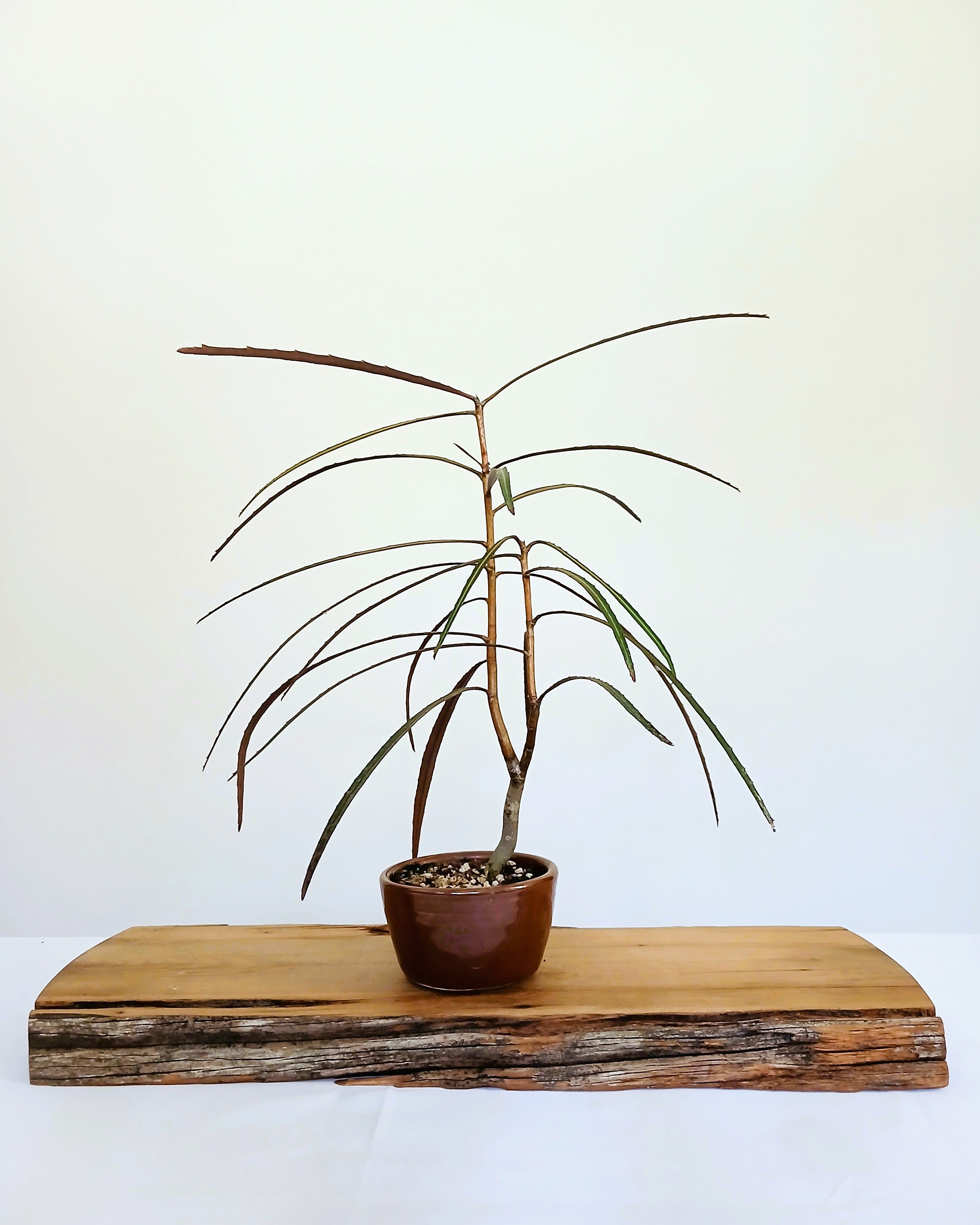 Encouraging Desk Buddies - NZ Native, Lancewood — NZ Handmade Ceramic Pot - The Plant Warehouse NZ