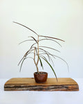 Encouraging Desk Buddies - NZ Native, Lancewood — NZ Handmade Ceramic Pot - The Plant Warehouse NZ