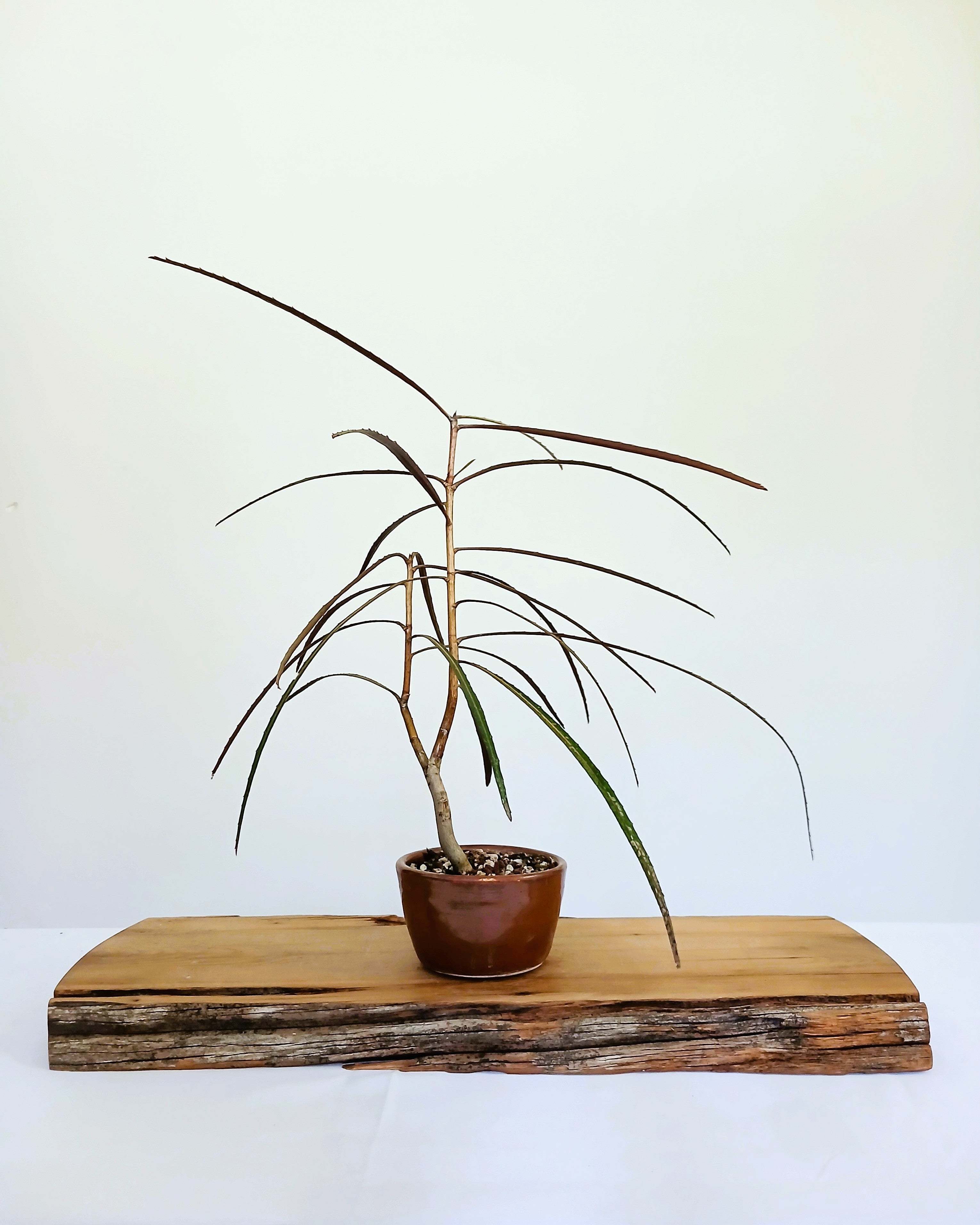 Encouraging Desk Buddies - NZ Native, Lancewood — NZ Handmade Ceramic Pot - The Plant Warehouse NZ