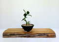 Encouraging Desk Buddies - Jade & Zebra Cactus — NZ Handmade Ceramic Pot - The Plant Warehouse NZ