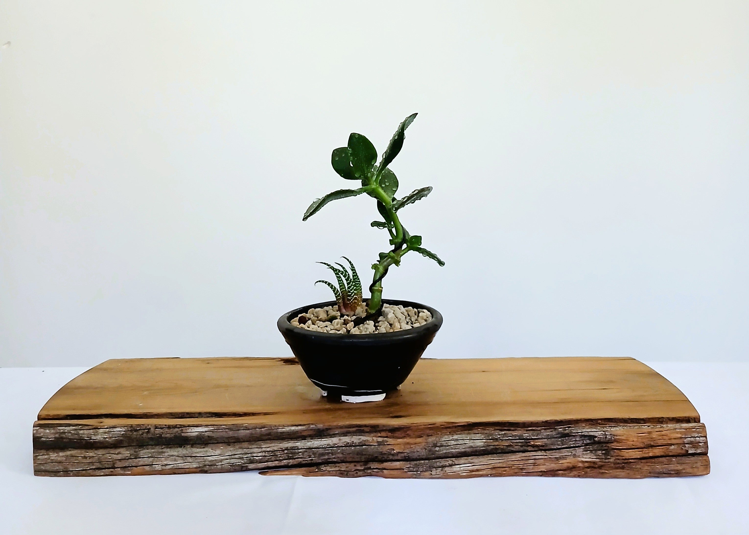 Encouraging Desk Buddies - Jade & Zebra Cactus — NZ Handmade Ceramic Pot - The Plant Warehouse NZ