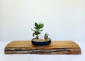 Encouraging Desk Buddies - Jade & Zebra Cactus — NZ Handmade Ceramic Pot - The Plant Warehouse NZ