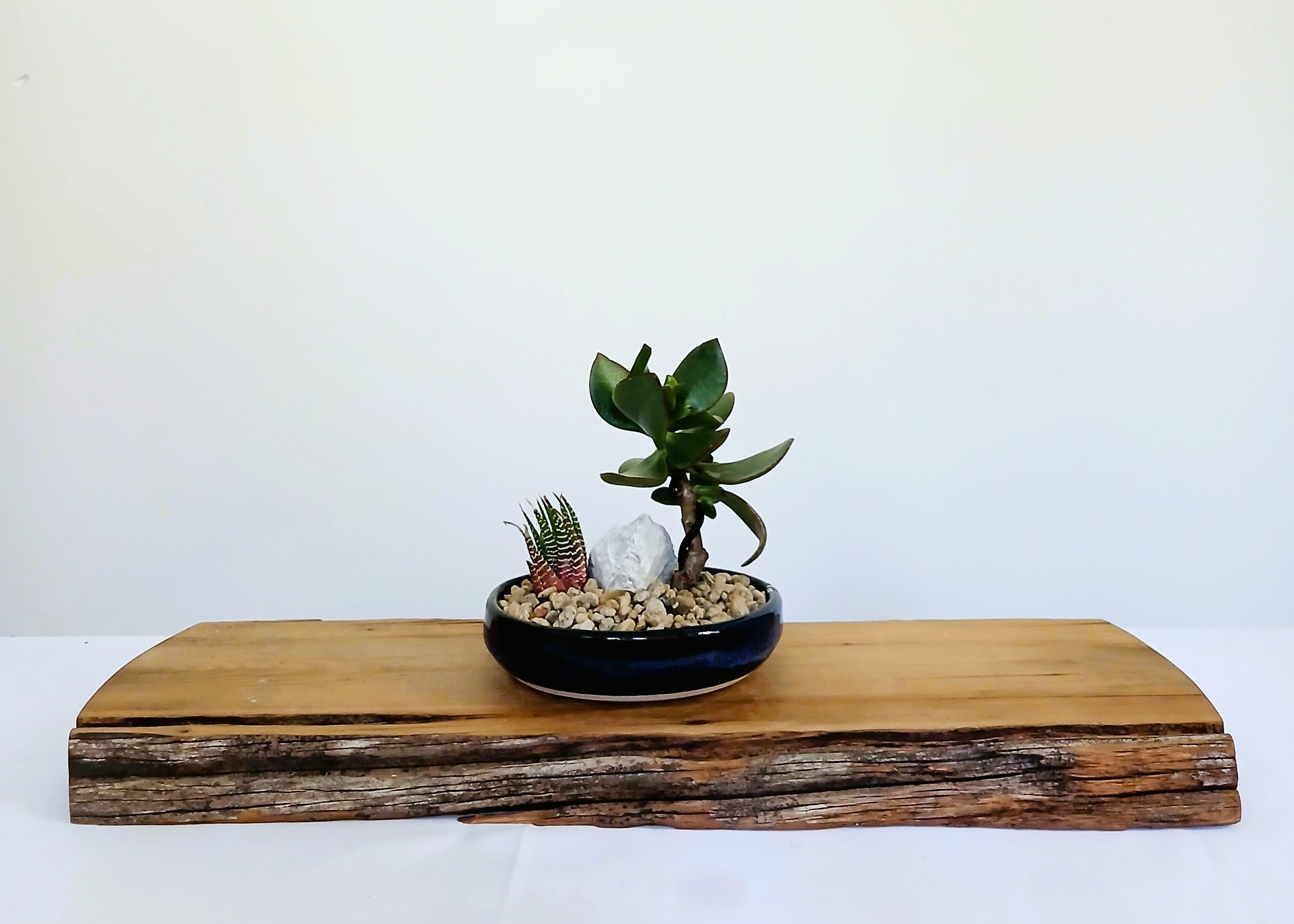 Encouraging Desk Buddies - Jade & Zebra Cactus — NZ Handmade Ceramic Pot - The Plant Warehouse NZ