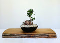 Encouraging Desk Buddies - Jade & Zebra Cactus — NZ Handmade Ceramic Pot - The Plant Warehouse NZ