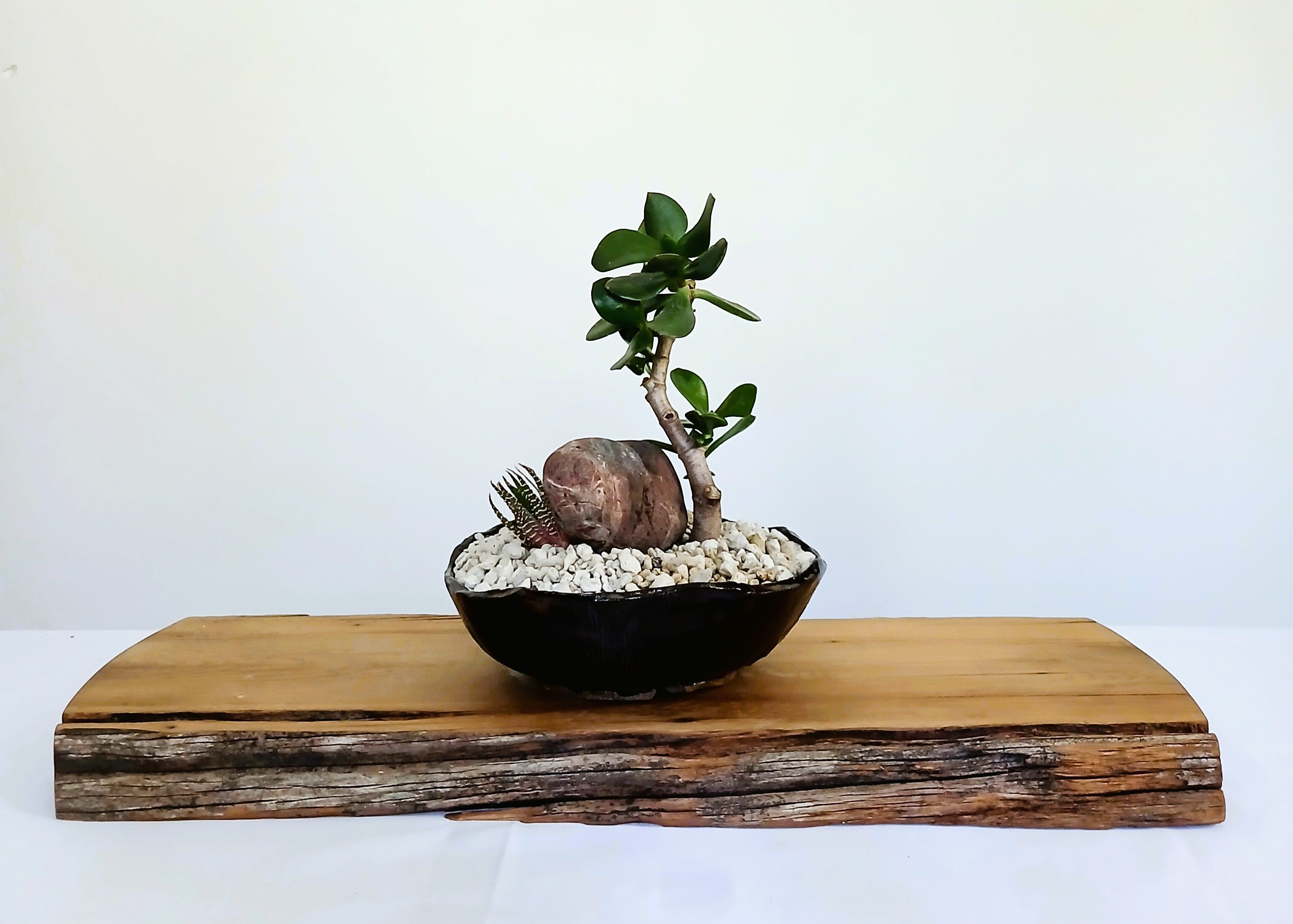 Encouraging Desk Buddies - Jade & Zebra Cactus — NZ Handmade Ceramic Pot - The Plant Warehouse NZ