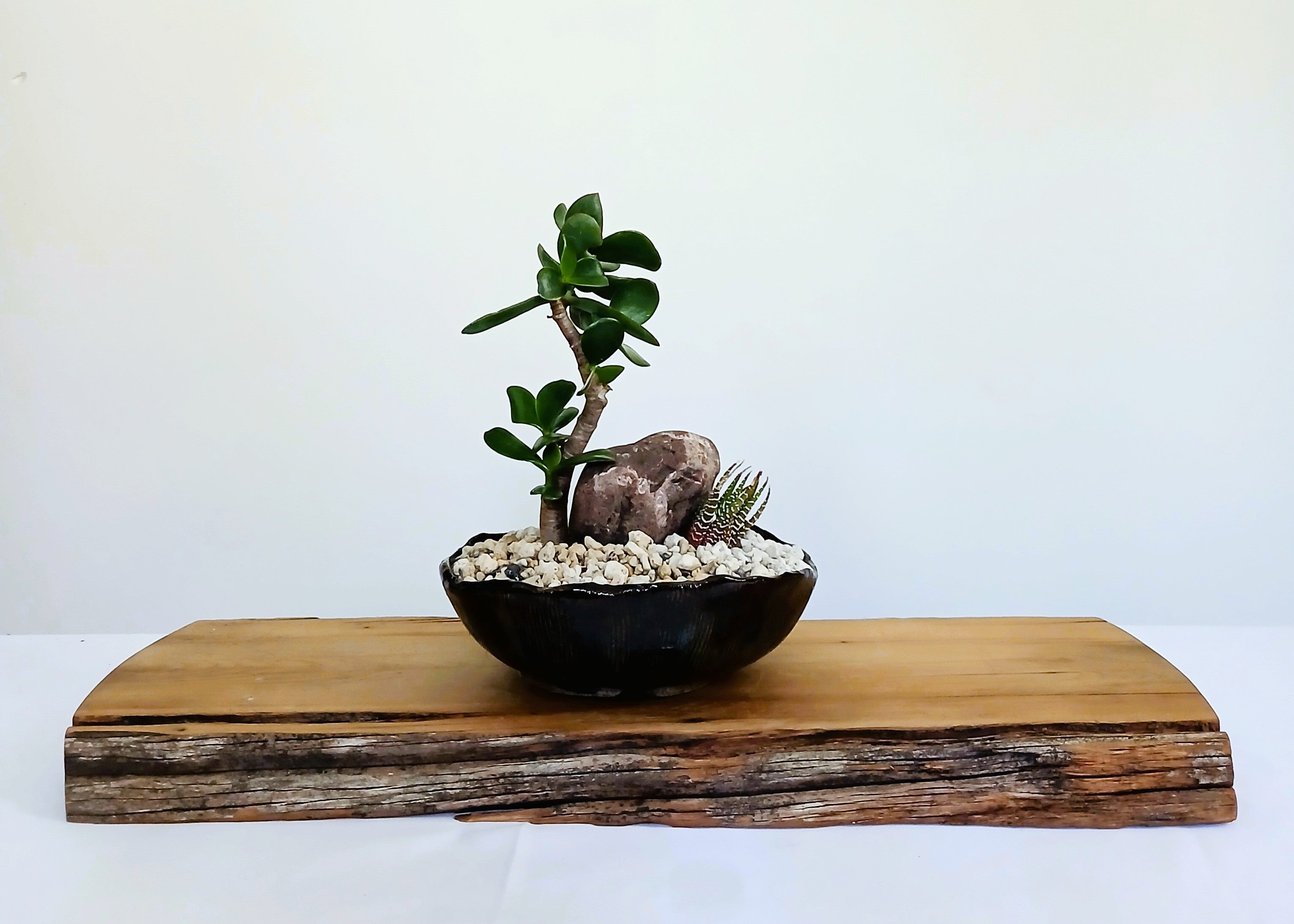 Encouraging Desk Buddies - Jade & Zebra Cactus — NZ Handmade Ceramic Pot - The Plant Warehouse NZ