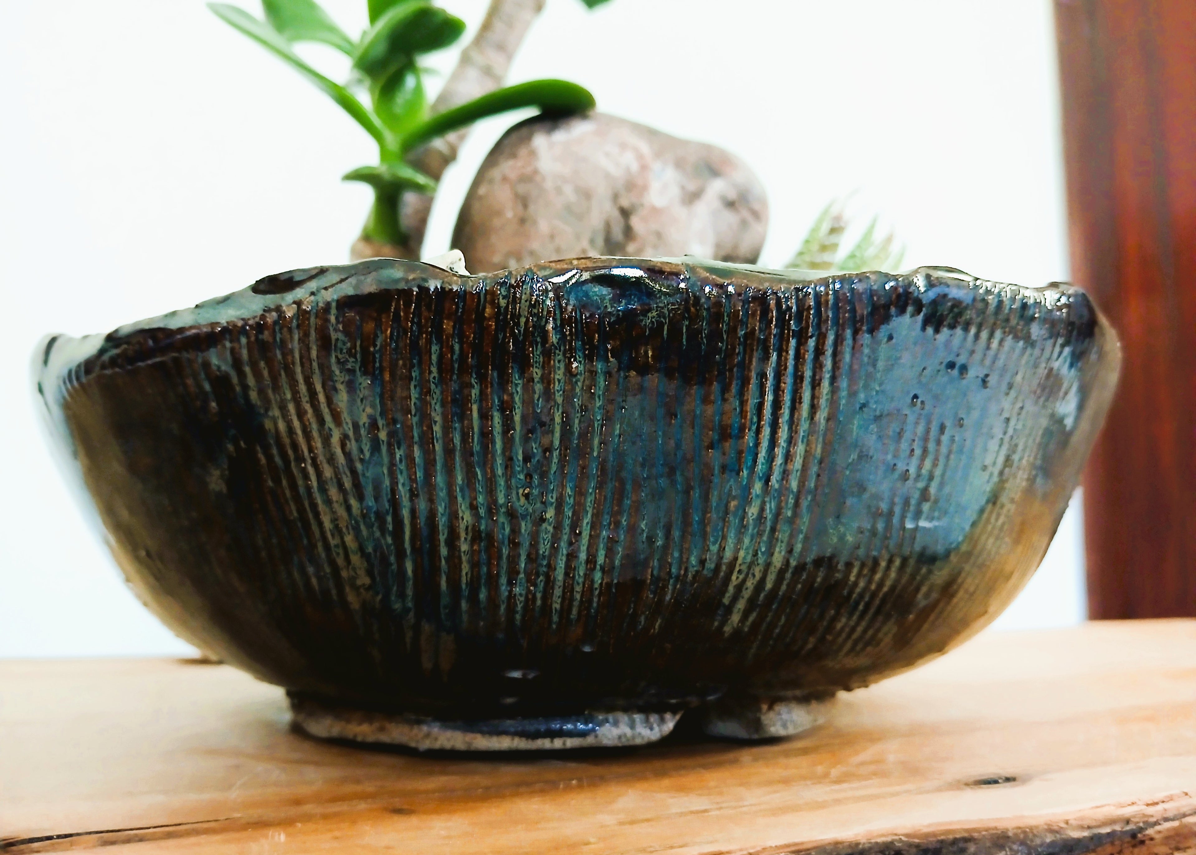 Encouraging Desk Buddies - Jade & Zebra Cactus — NZ Handmade Ceramic Pot - The Plant Warehouse NZ