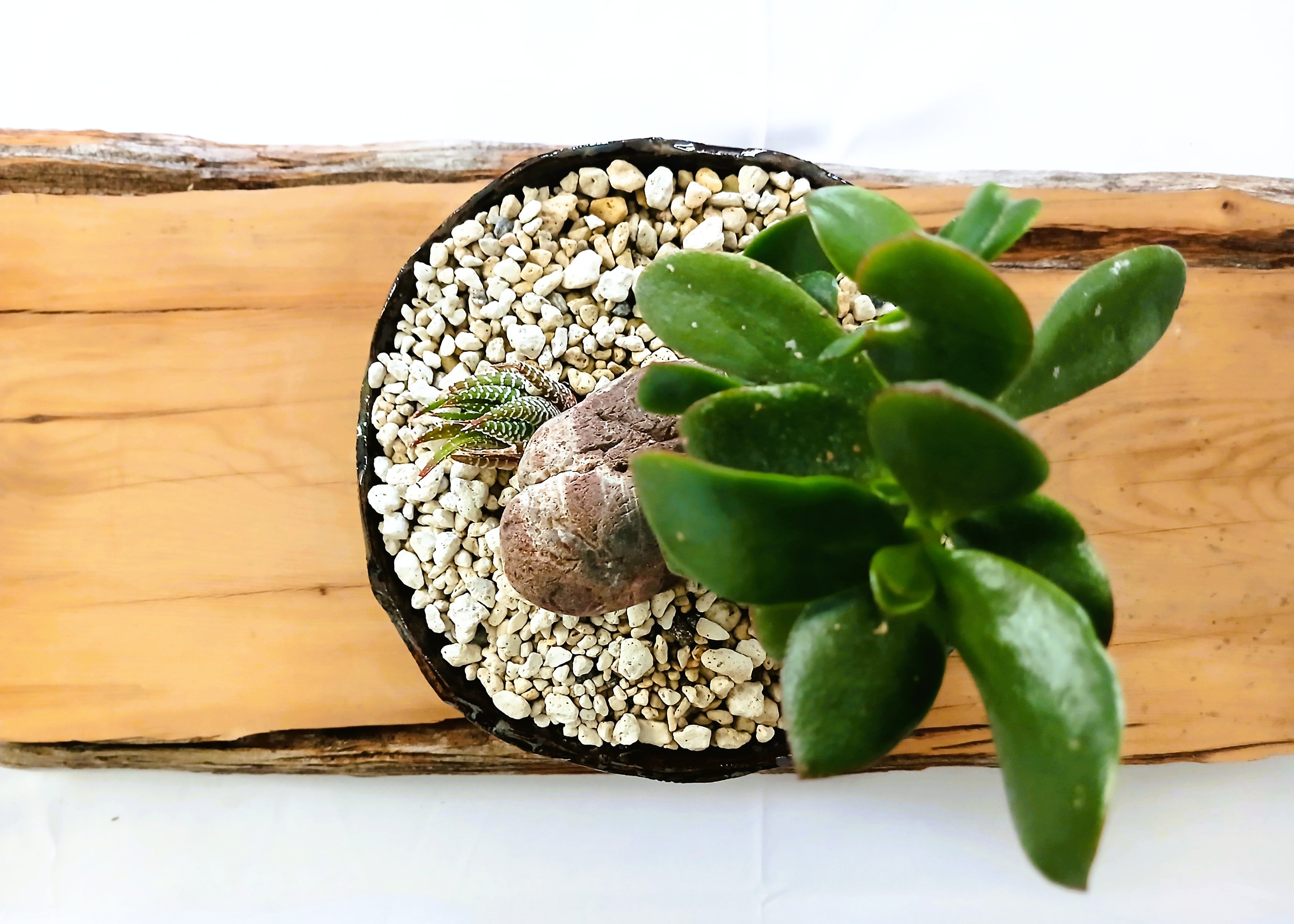 Encouraging Desk Buddies - Jade & Zebra Cactus — NZ Handmade Ceramic Pot - The Plant Warehouse NZ