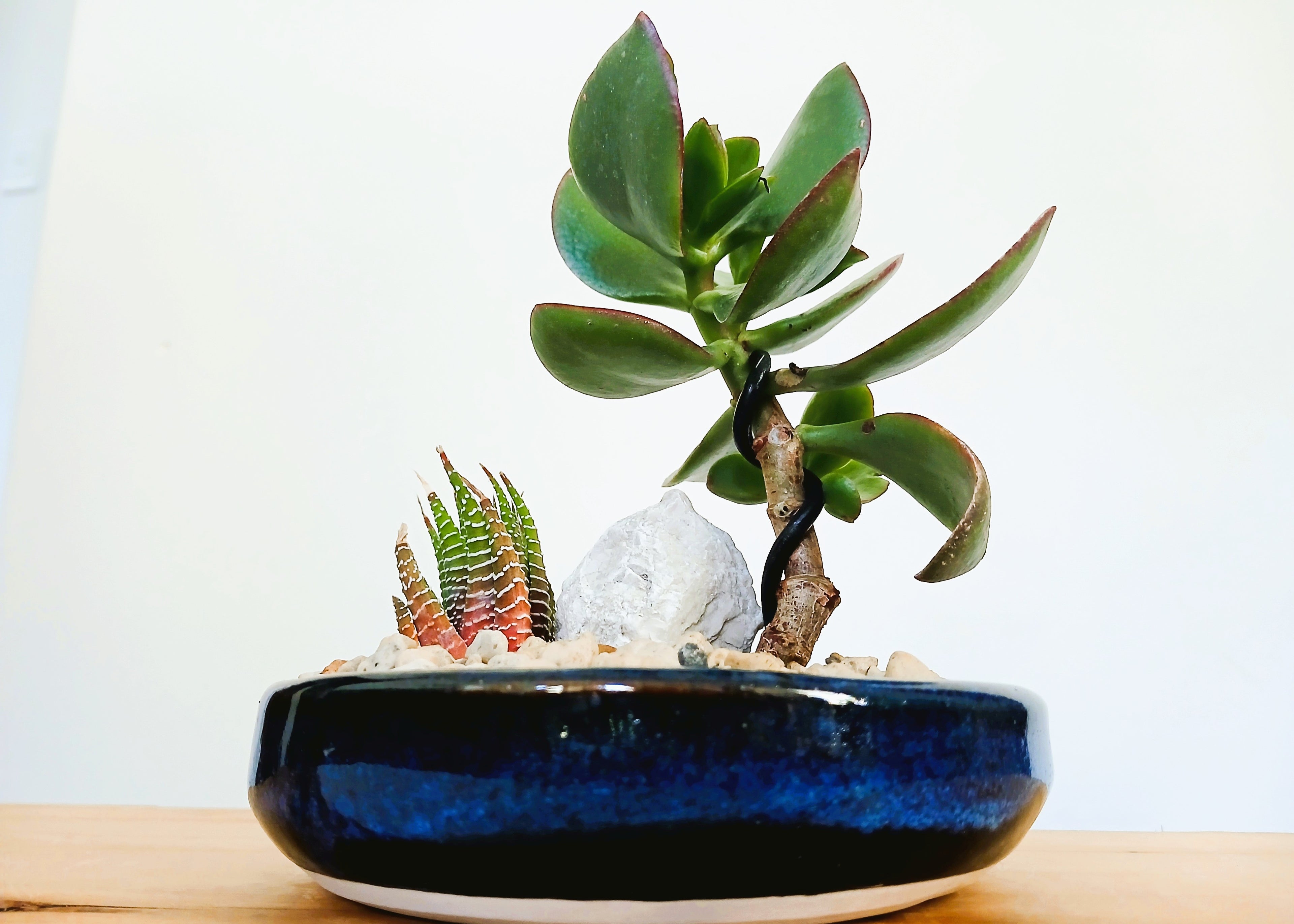 Encouraging Desk Buddies - Jade & Zebra Cactus — NZ Handmade Ceramic Pot - The Plant Warehouse NZ