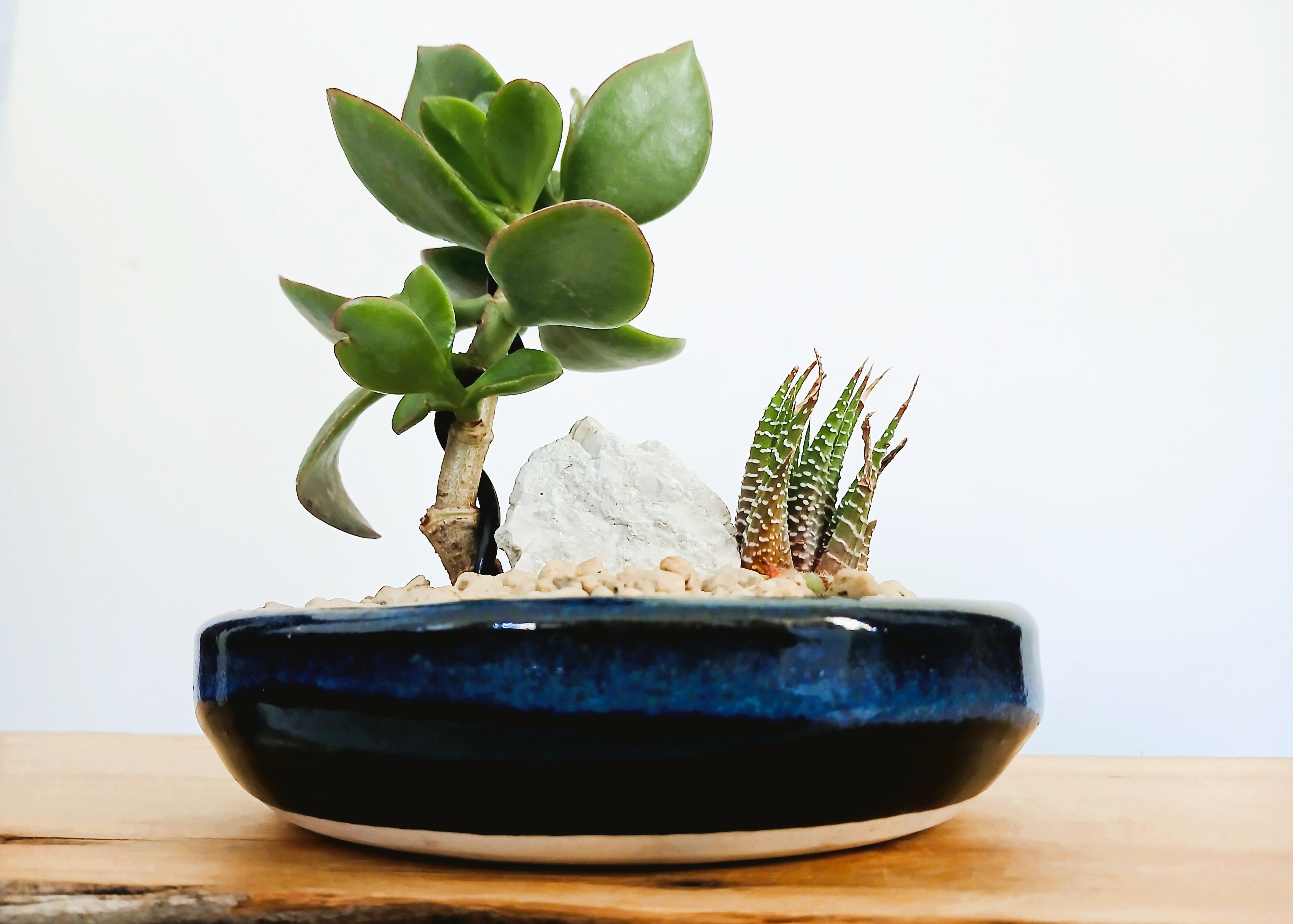 Encouraging Desk Buddies - Jade & Zebra Cactus — NZ Handmade Ceramic Pot - The Plant Warehouse NZ