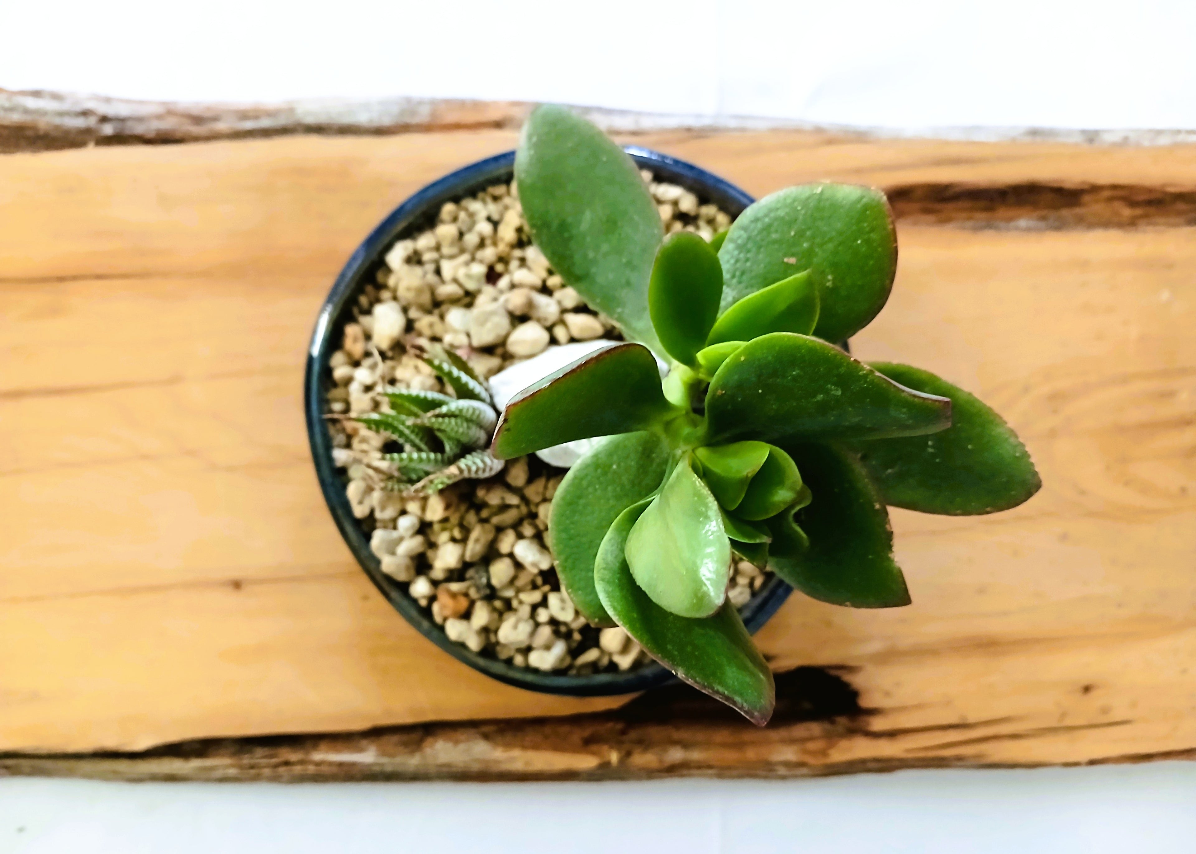 Encouraging Desk Buddies - Jade & Zebra Cactus — NZ Handmade Ceramic Pot - The Plant Warehouse NZ