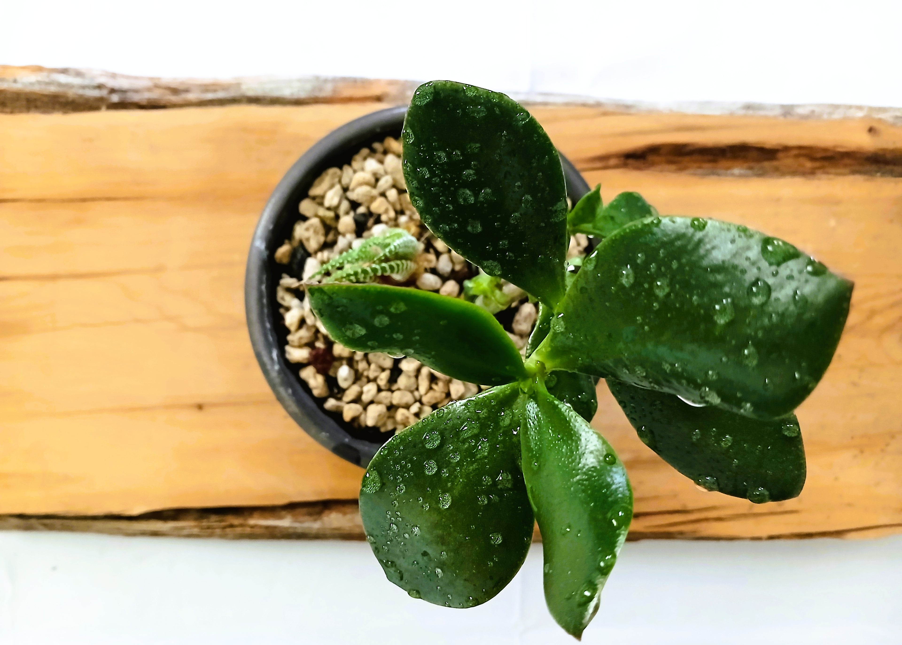 Encouraging Desk Buddies - Jade & Zebra Cactus — NZ Handmade Ceramic Pot - The Plant Warehouse NZ