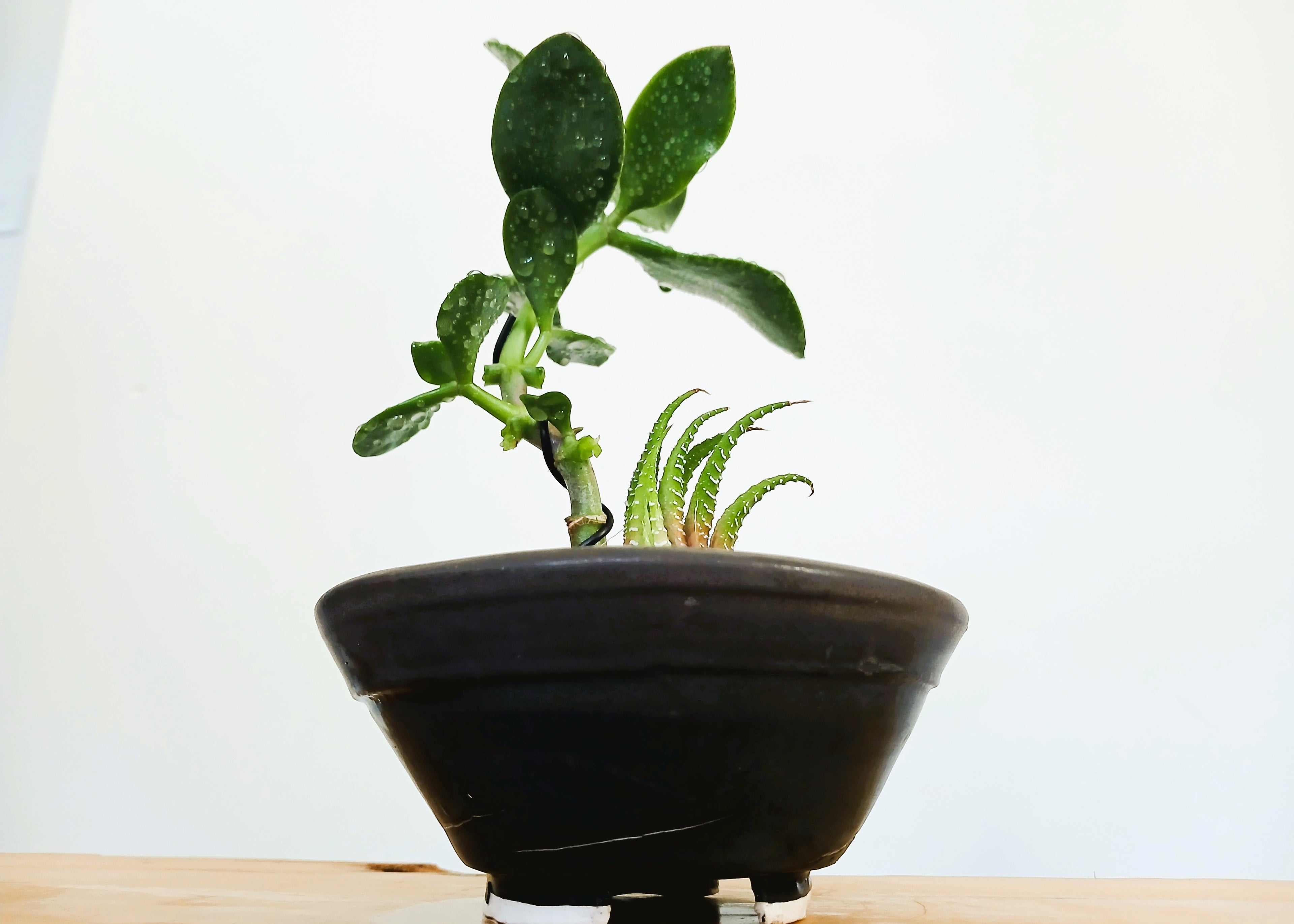 Encouraging Desk Buddies - Jade & Zebra Cactus — NZ Handmade Ceramic Pot - The Plant Warehouse NZ