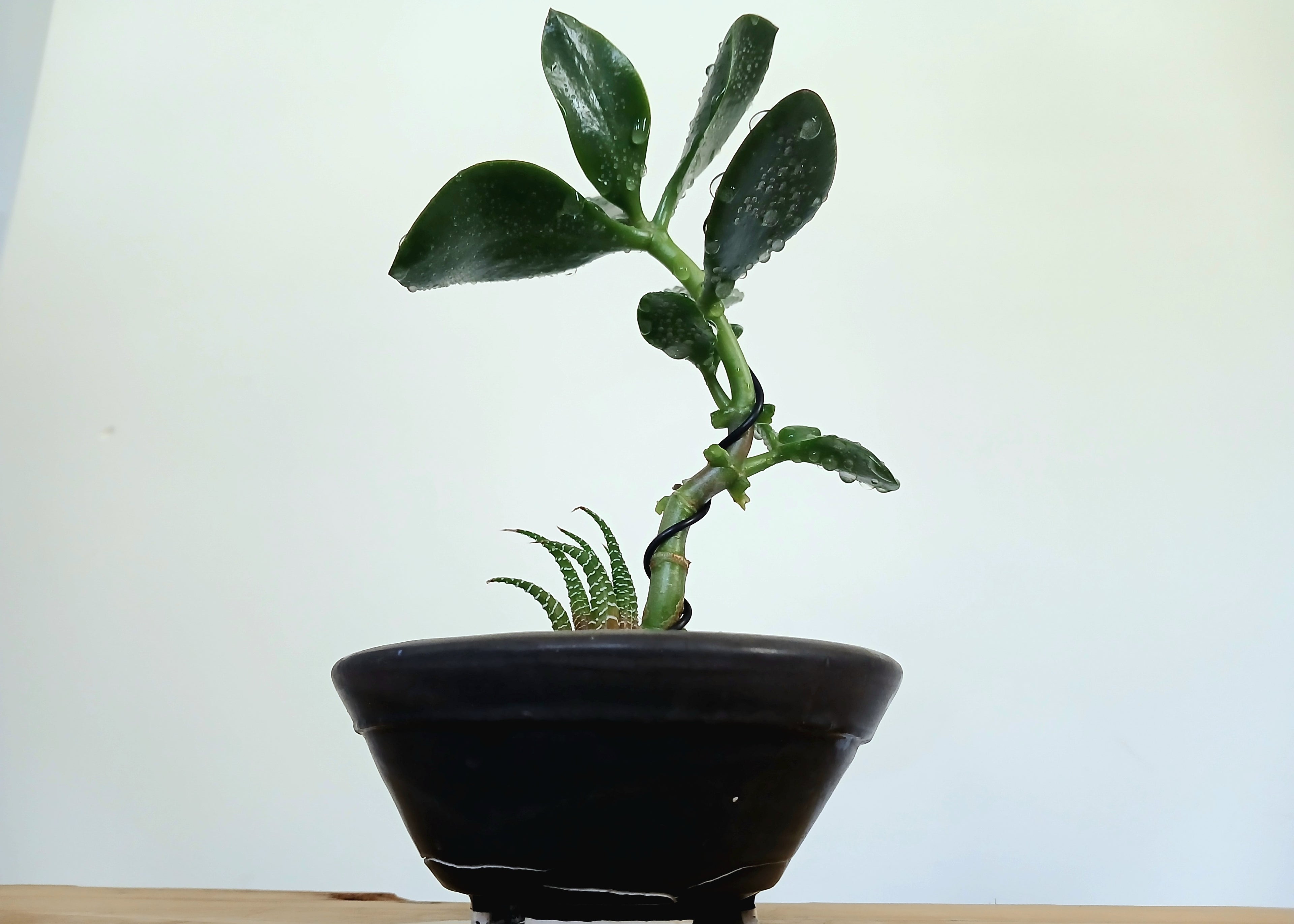 Encouraging Desk Buddies - Jade & Zebra Cactus — NZ Handmade Ceramic Pot - The Plant Warehouse NZ