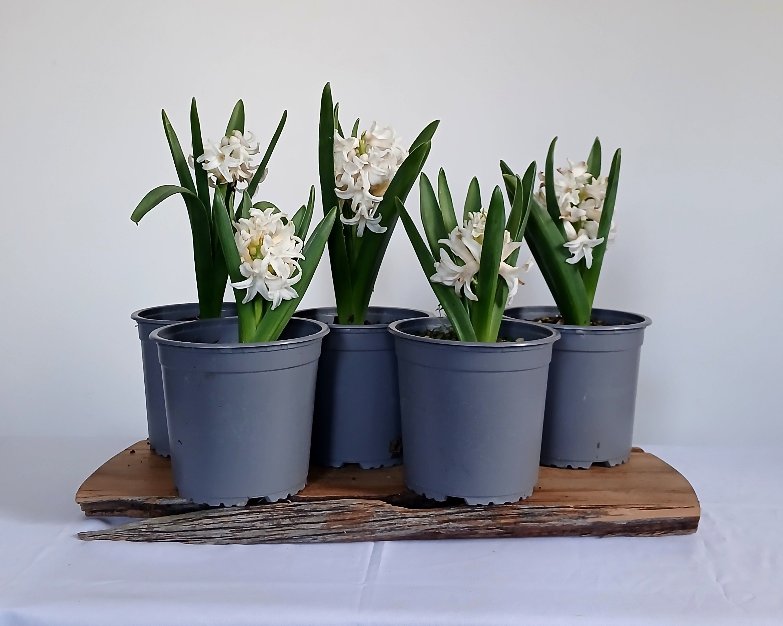 Hyacinthus orientalis (Hyacinth) — White — Flowering Bulb 2.2L - The Plant Warehouse NZ