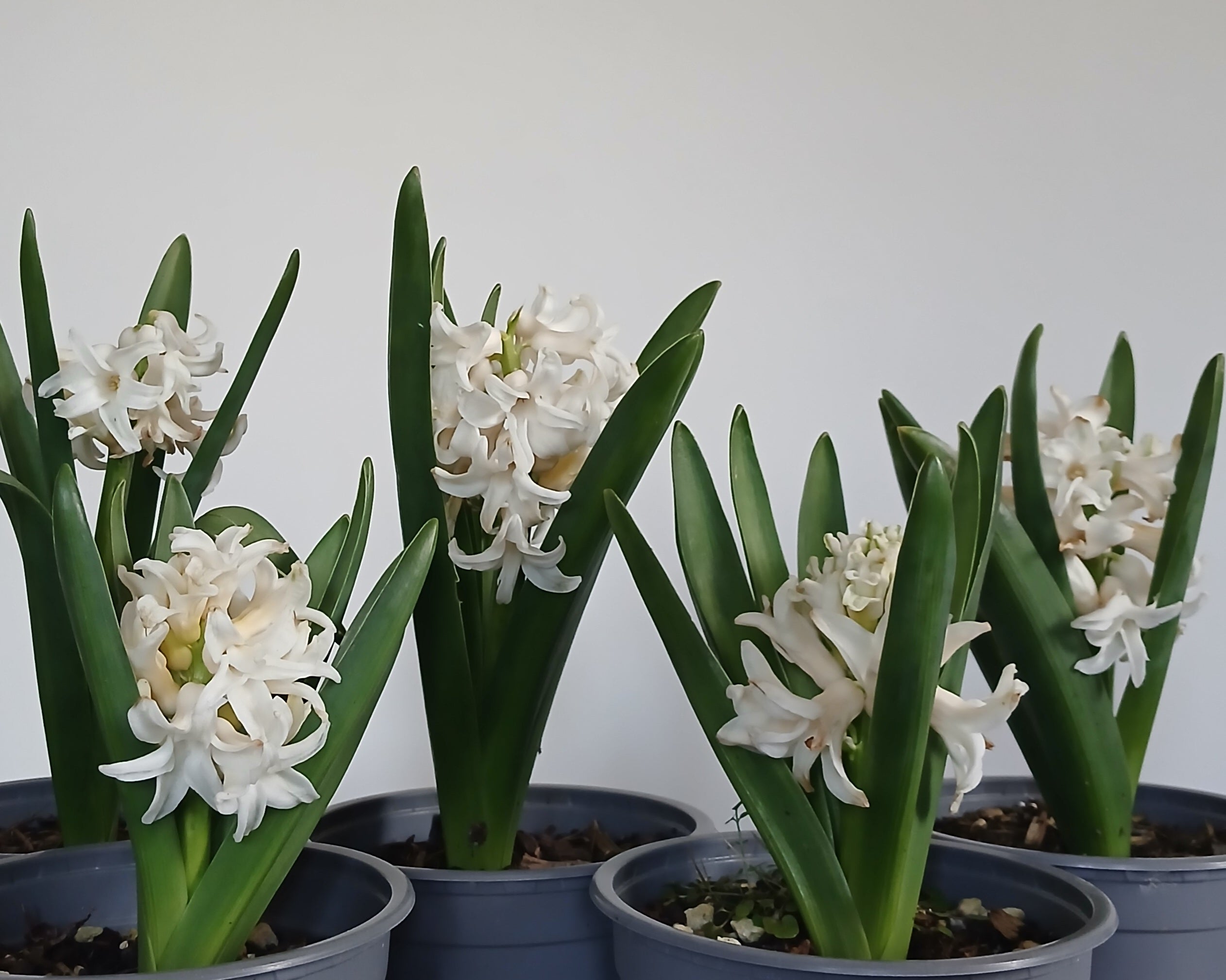 Hyacinthus orientalis (Hyacinth) — White — Flowering Bulb 2.2L - The Plant Warehouse NZ