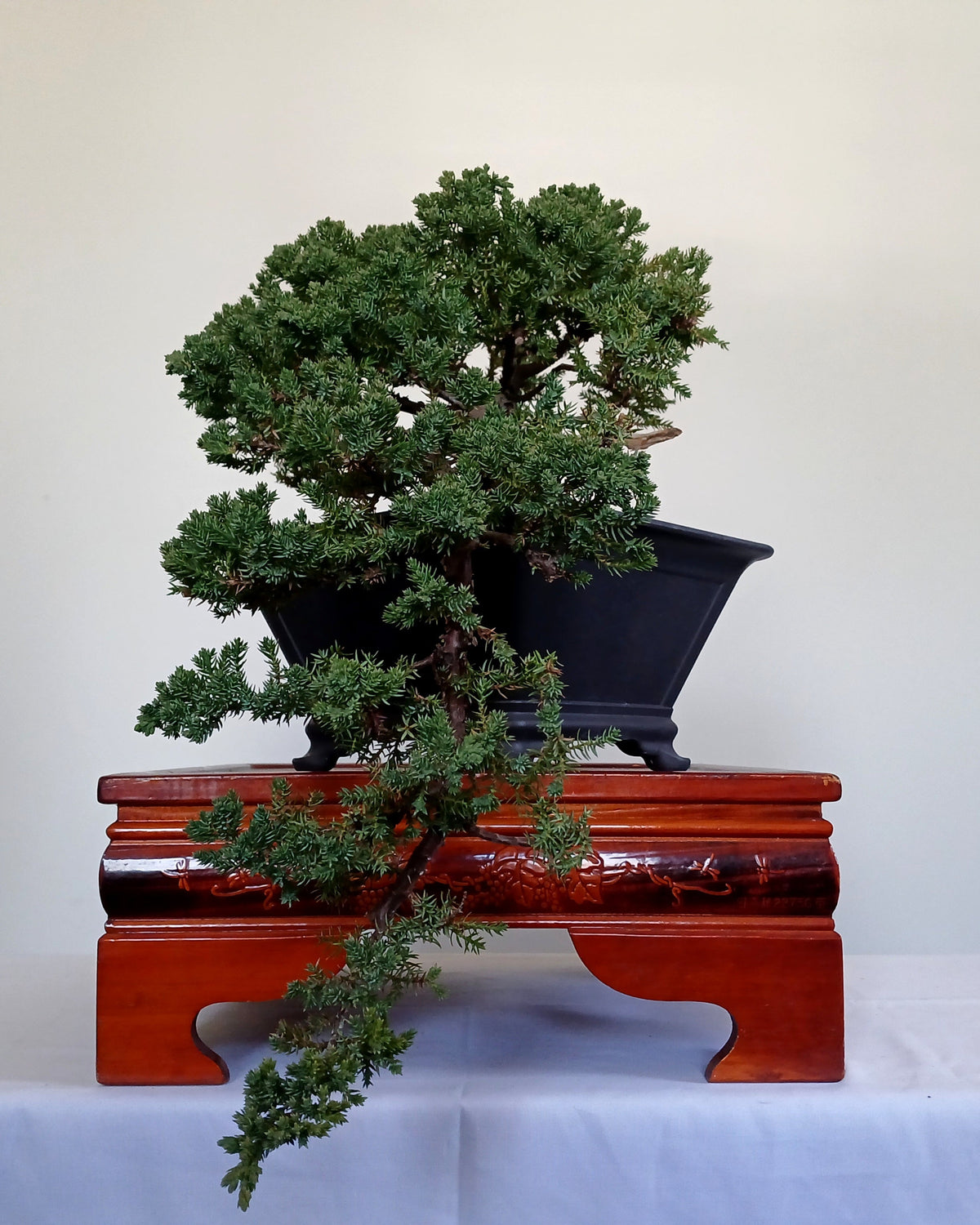 Outdoor Bonsai — Juniperus procumbens 'Nana' — Cascade — 10+ Years - The Plant Warehouse NZ