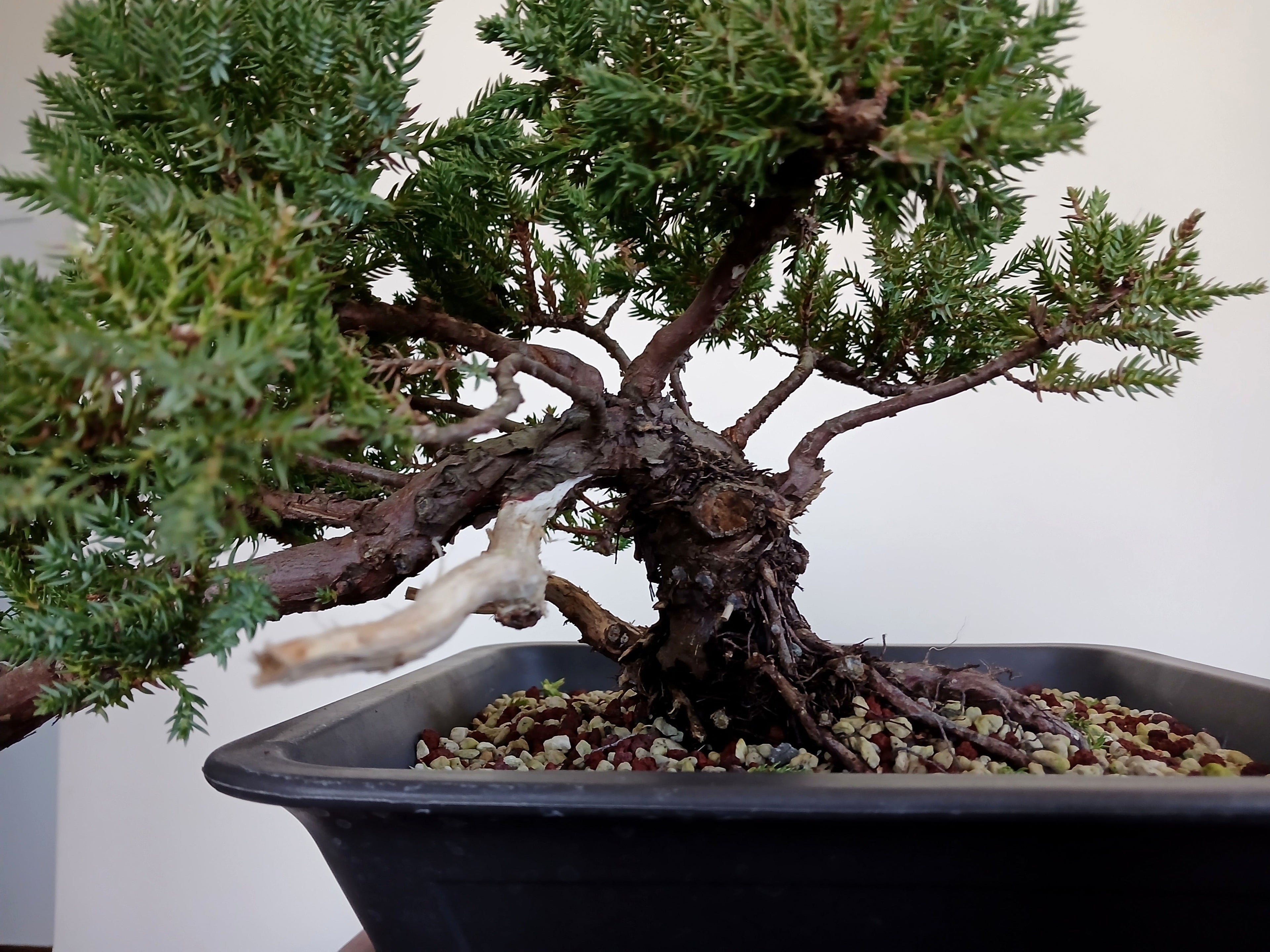 Outdoor Bonsai — Juniperus procumbens 'Nana' — Cascade — 10+ Years - The Plant Warehouse NZ