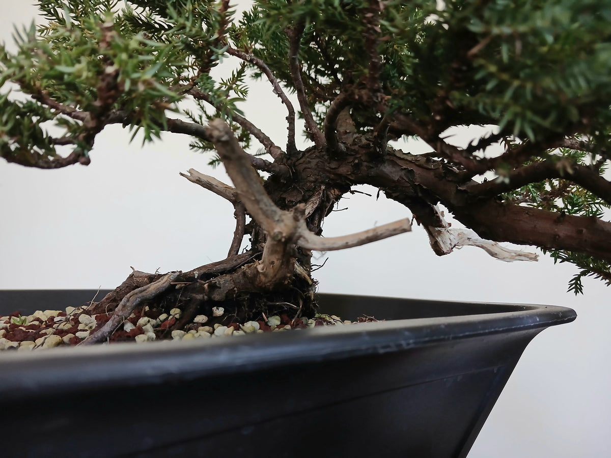 Outdoor Bonsai — Juniperus procumbens 'Nana' — Cascade — 10+ Years - The Plant Warehouse NZ
