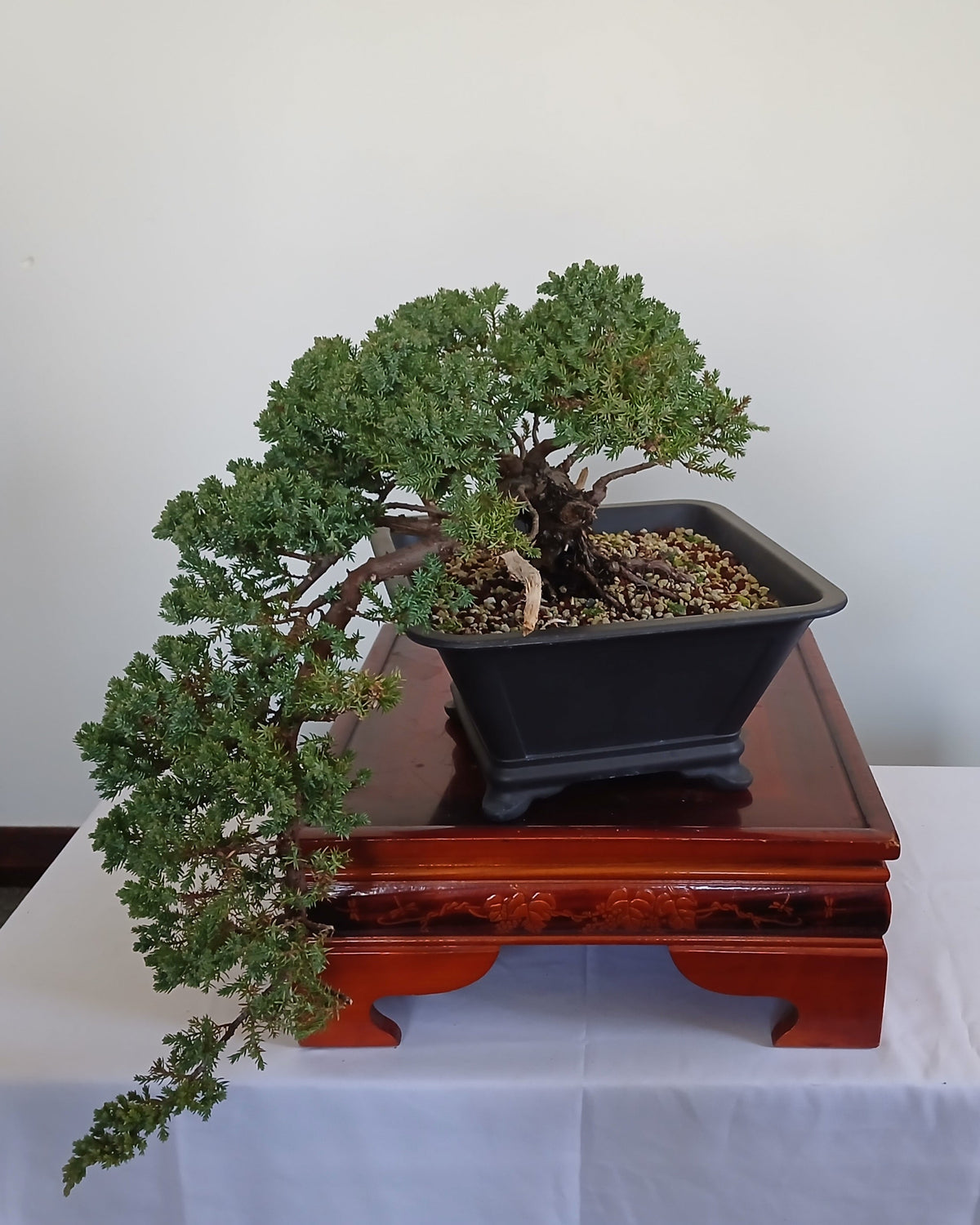 Outdoor Bonsai — Juniperus procumbens 'Nana' — Cascade — 10+ Years - The Plant Warehouse NZ