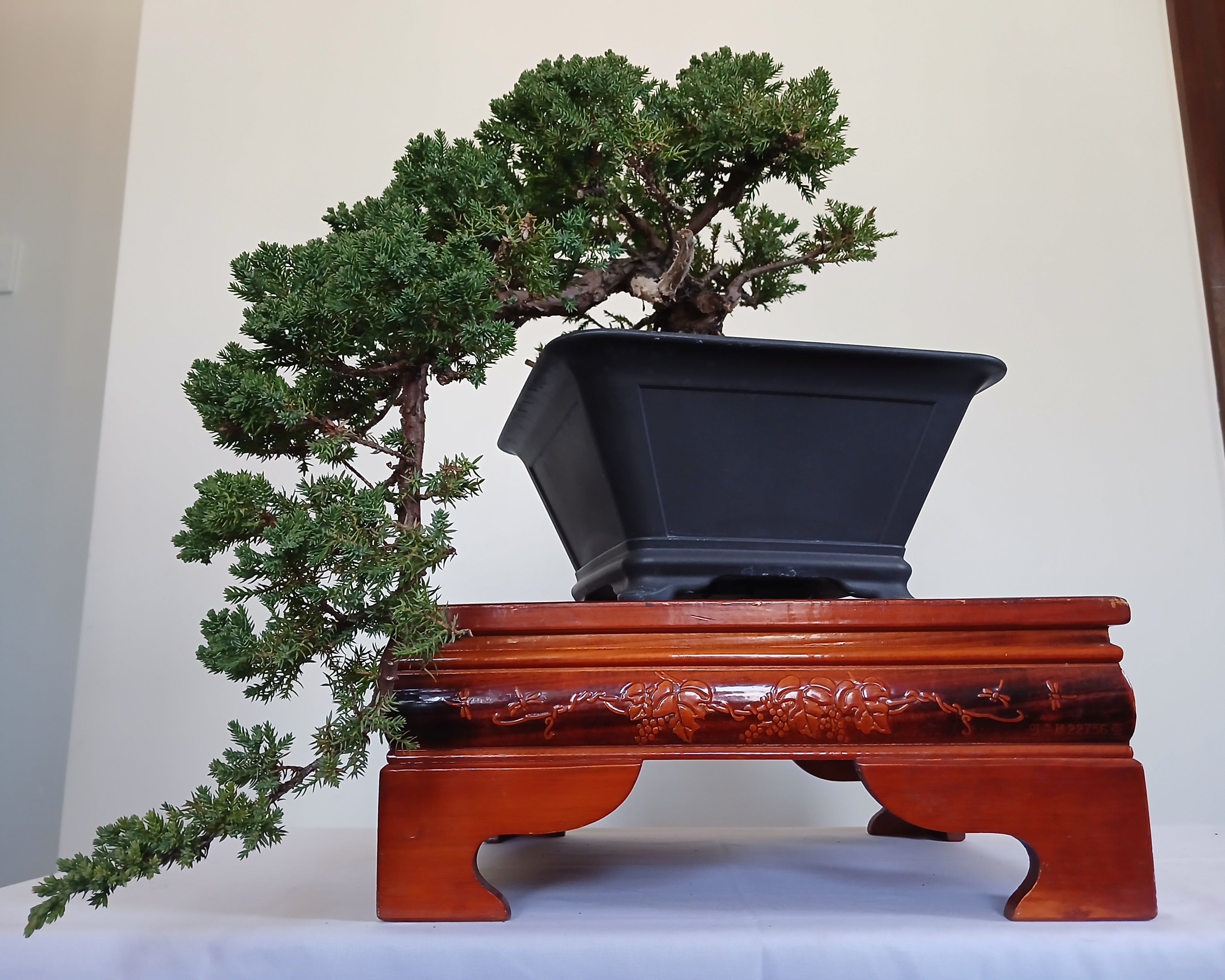 Outdoor Bonsai — Juniperus procumbens 'Nana' — Cascade — 10+ Years - The Plant Warehouse NZ