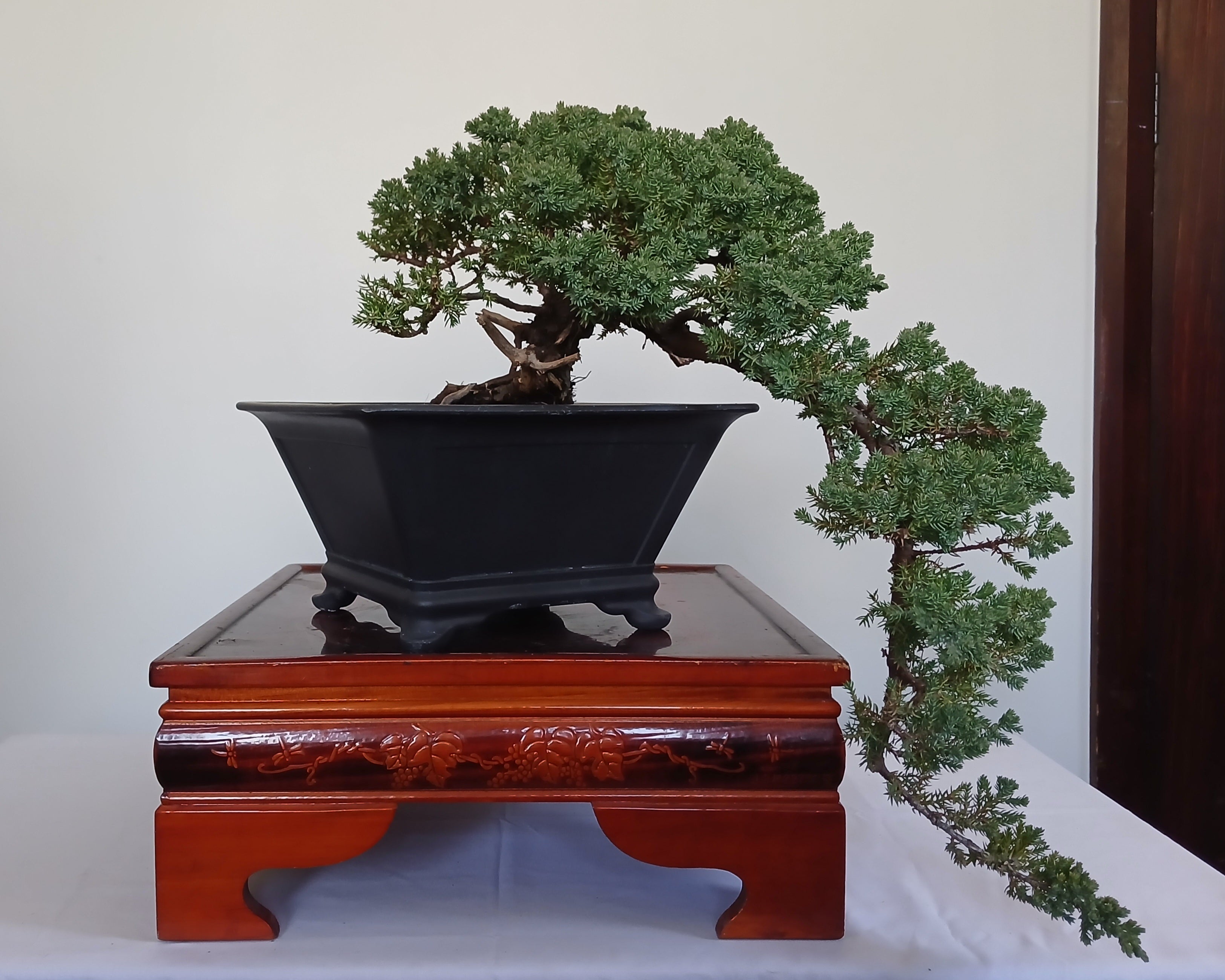 Outdoor Bonsai — Juniperus procumbens 'Nana' — Cascade — 10+ Years - The Plant Warehouse NZ