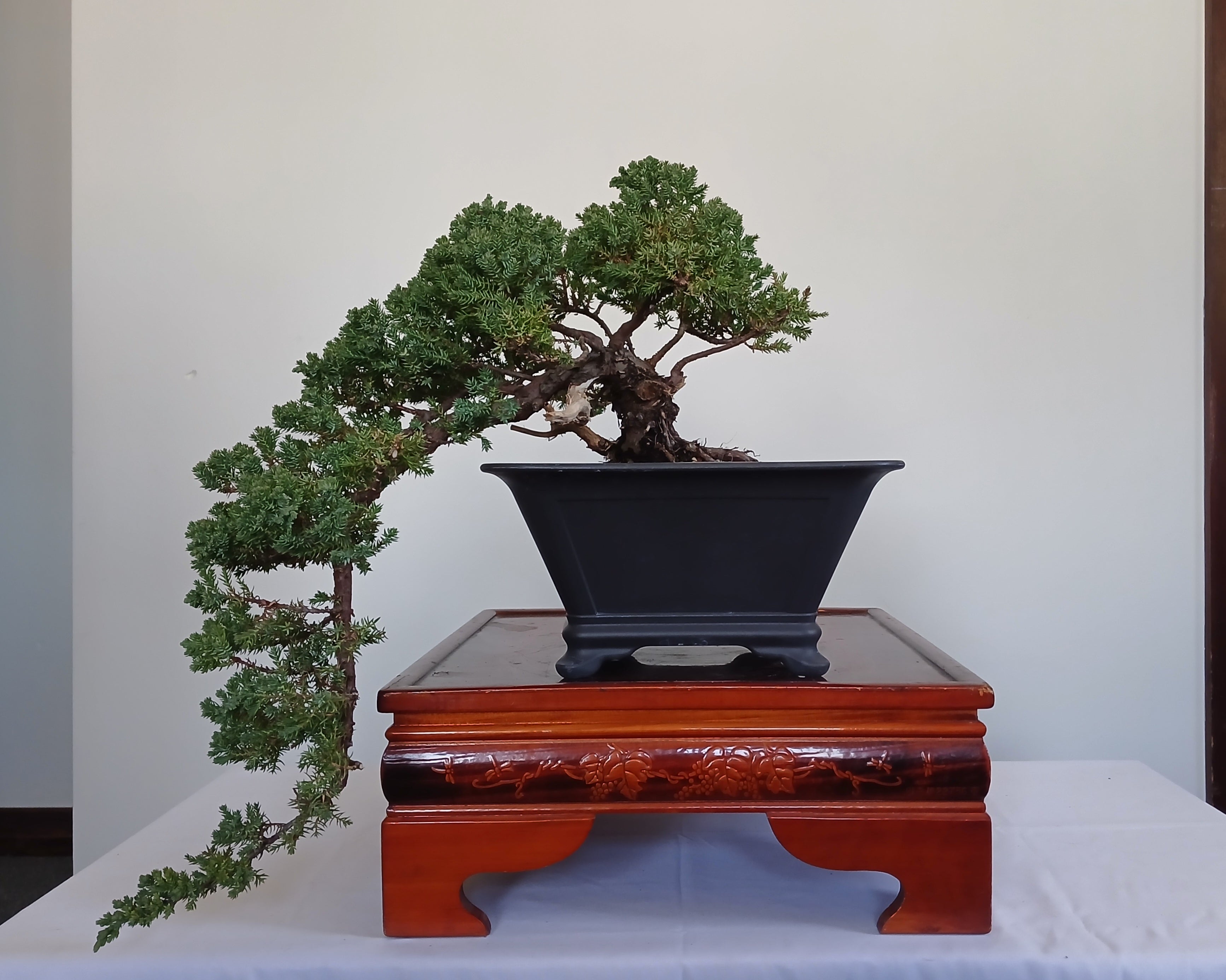 Outdoor Bonsai — Juniperus procumbens 'Nana' — Cascade — 10+ Years - The Plant Warehouse NZ