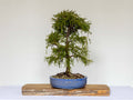 Outdoor Bonsai — Chamaecyparis pisifera 'Filifera', Sawara Cypress — Formal Upright — 8+ Years - The Plant Warehouse NZ