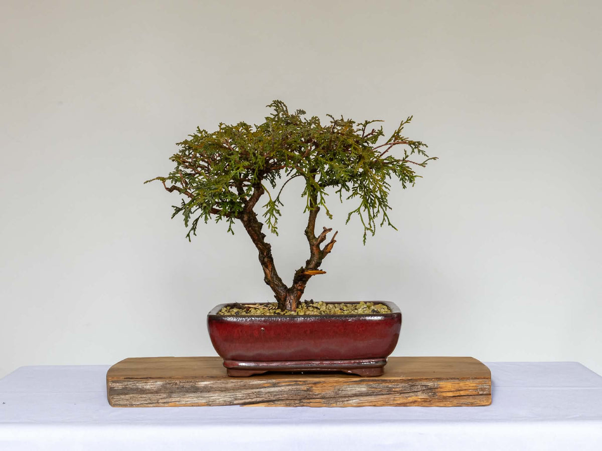 Outdoor Bonsai — Chamaecyparis pisifera 'Filifera' Sawara Cypress — Informal Upright — 12+ Years - The Plant Warehouse NZ