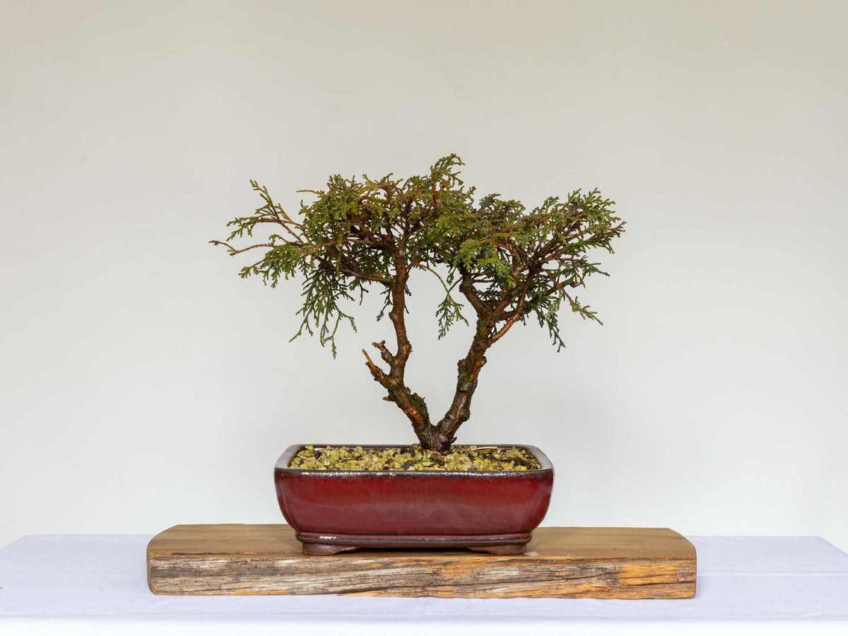 Outdoor Bonsai — Chamaecyparis pisifera 'Filifera' Sawara Cypress — Informal Upright — 12+ Years - The Plant Warehouse NZ