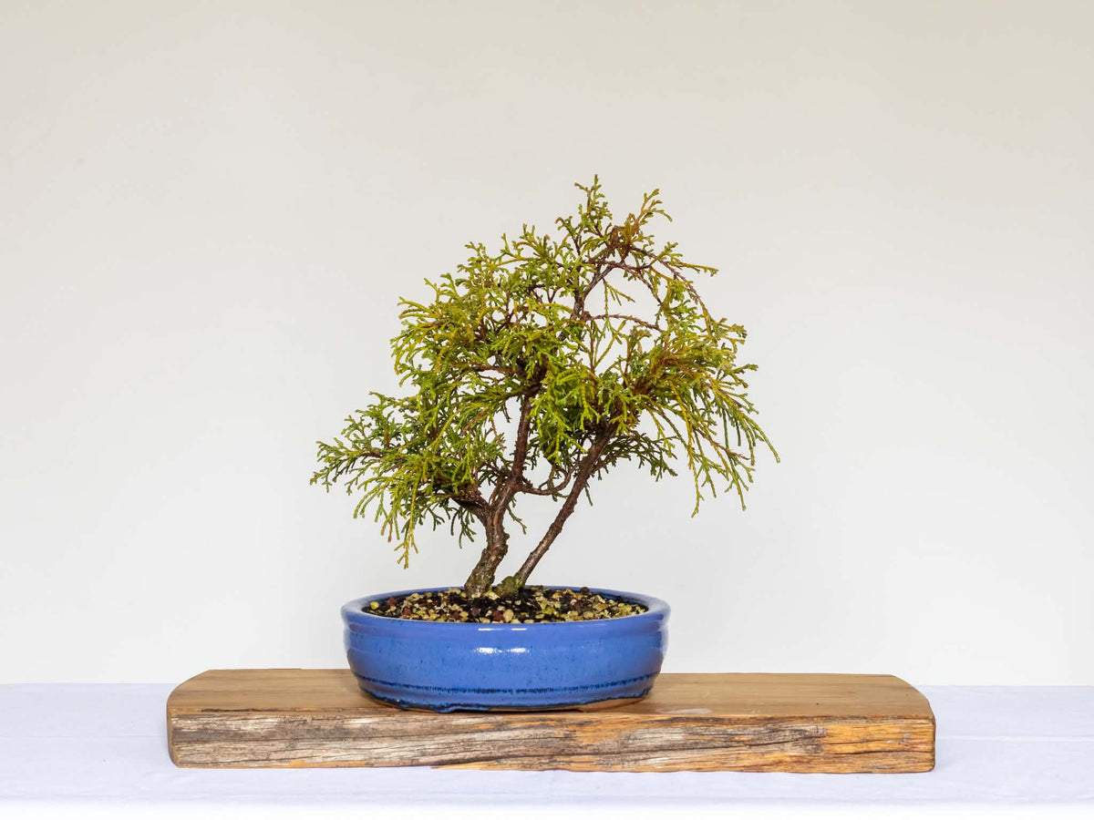 Outdoor Bonsai — Chamaecyparis pisifera 'Filifera' Sawara Cypress — Informal Upright — 8+ Years - The Plant Warehouse NZ