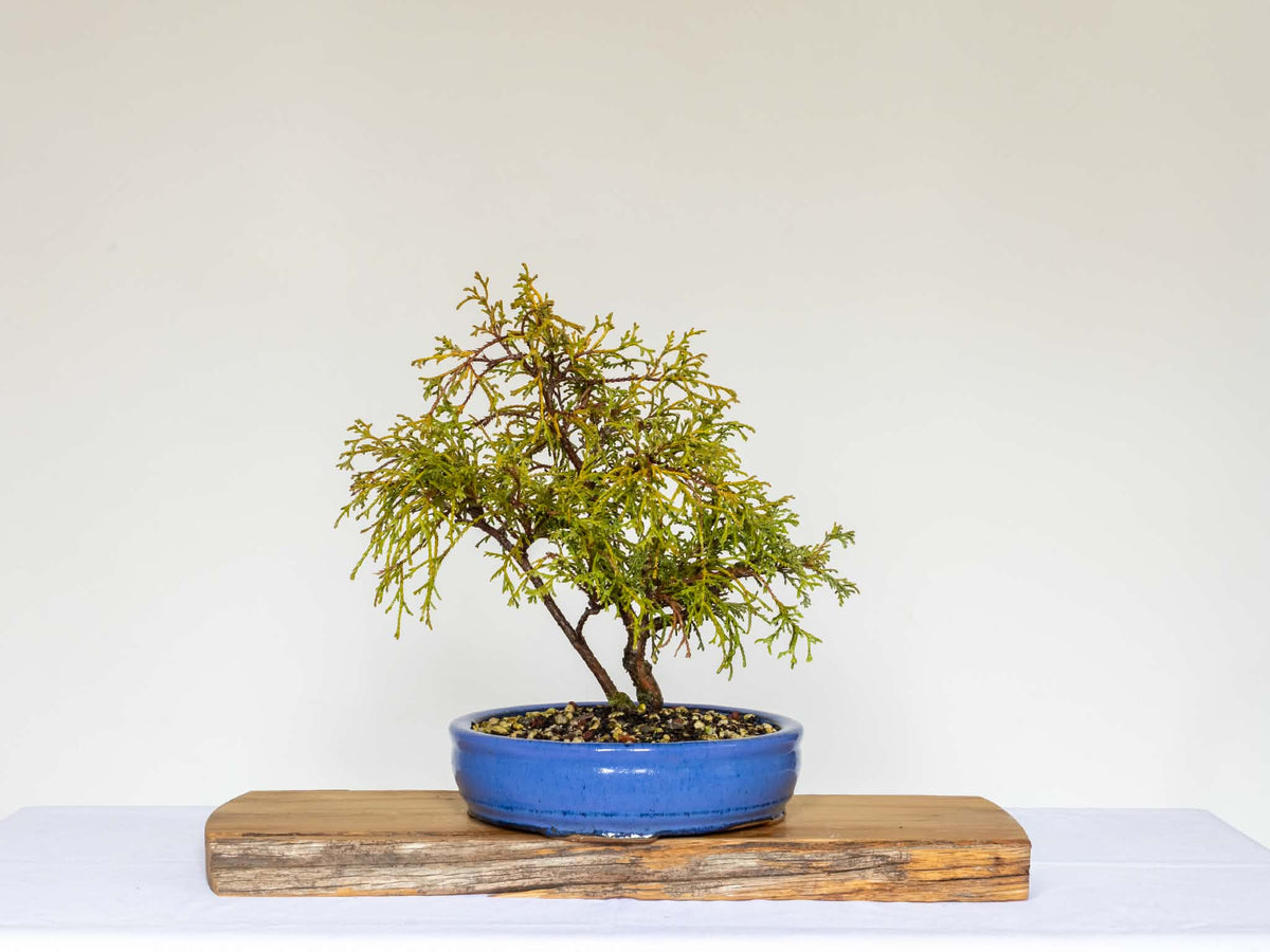 Outdoor Bonsai — Chamaecyparis pisifera 'Filifera' Sawara Cypress — Informal Upright — 8+ Years - The Plant Warehouse NZ
