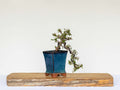 Outdoor Bonsai — Cotoneaster sp. — Penjing Style — 5+ Years - The Plant Warehouse NZ