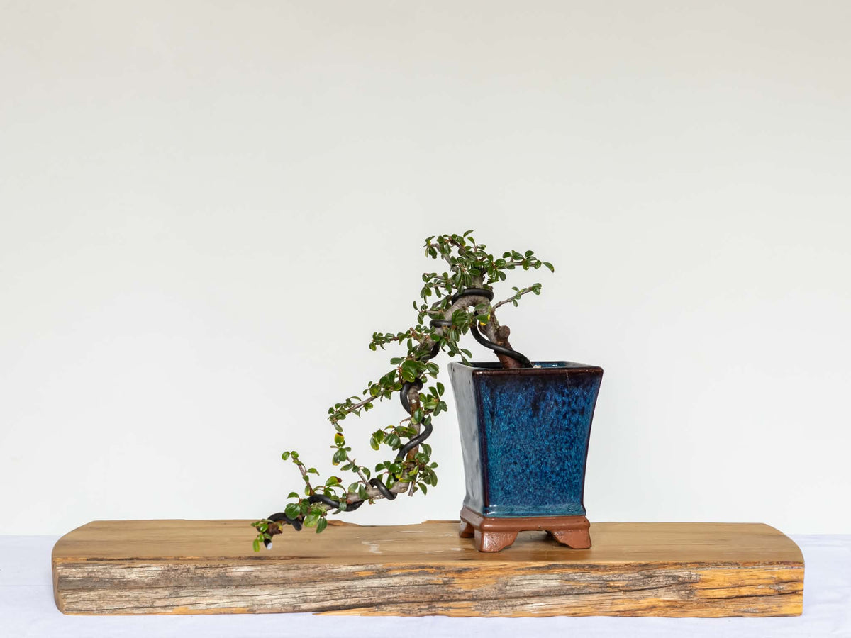 Outdoor Bonsai — Cotoneaster sp. — Penjing Style — 5+ Years - The Plant Warehouse NZ