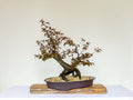 Outdoor Bonsai — Prunus cerasifera — Cherry Plum — 2 Years Training - The Plant Warehouse NZ