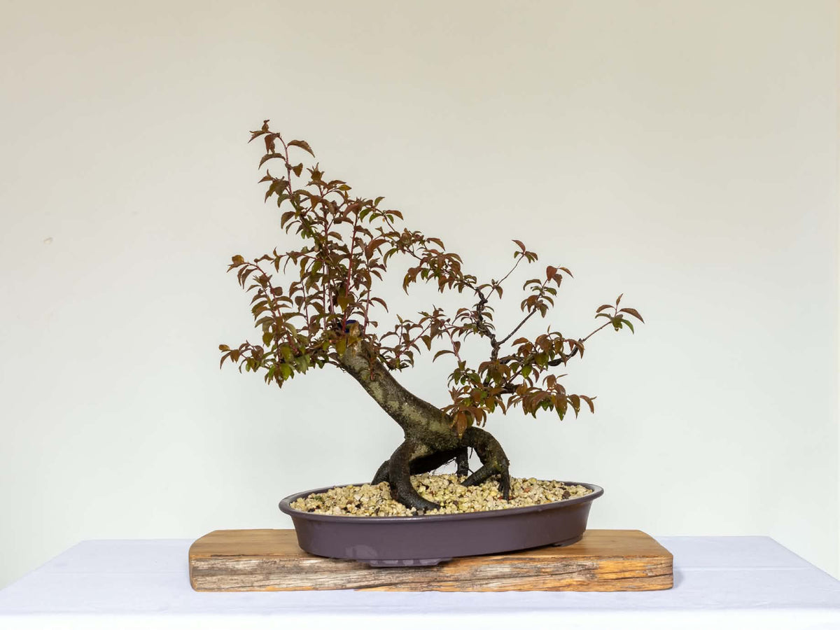 Outdoor Bonsai — Prunus cerasifera — Cherry Plum — 2 Years Training - The Plant Warehouse NZ