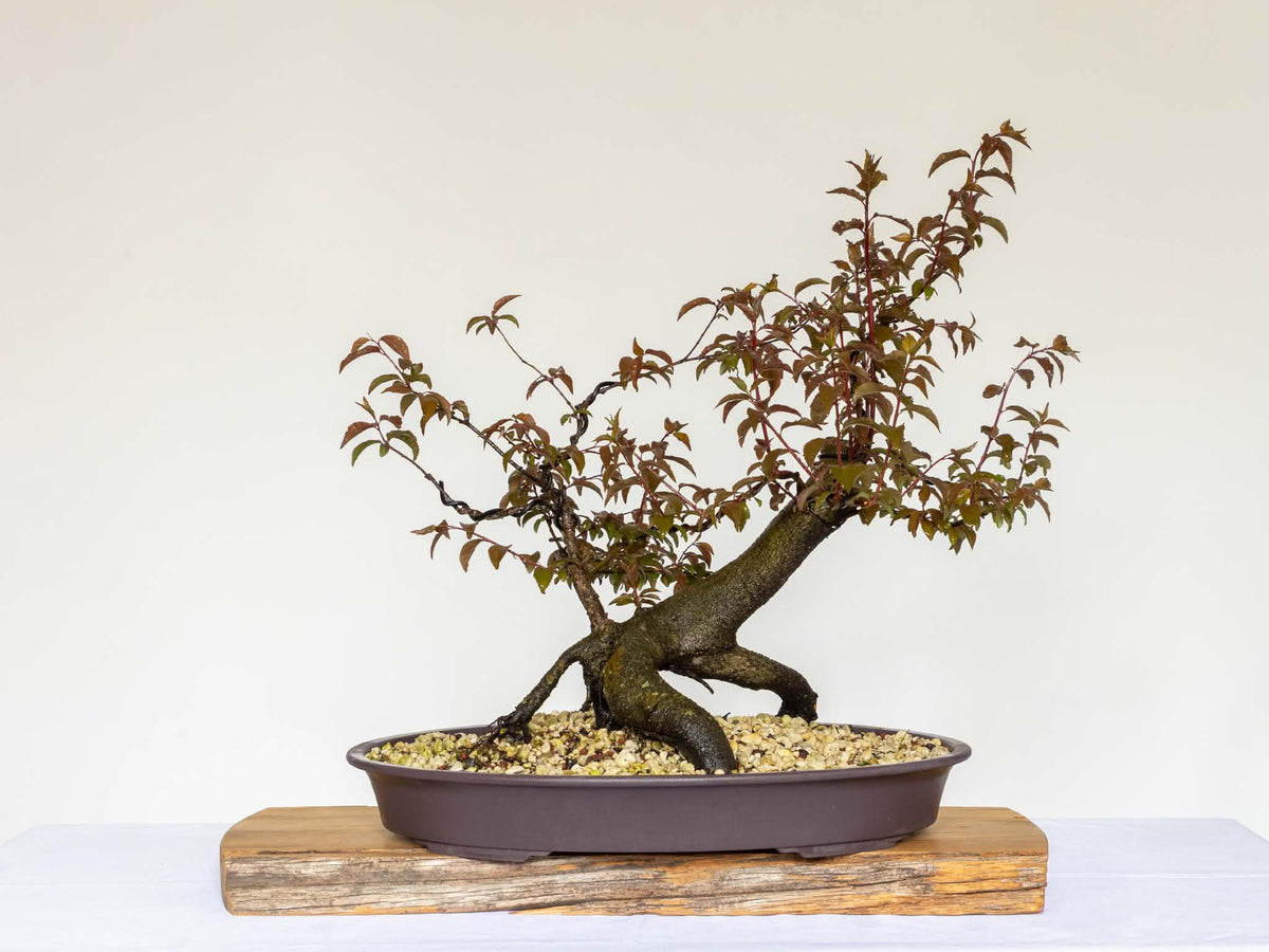 Outdoor Bonsai — Prunus cerasifera — Cherry Plum — 2 Years Training - The Plant Warehouse NZ