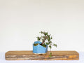 Outdoor Bonsai — Cotoneaster sp. — Penjing Style — 5+ Years - The Plant Warehouse NZ