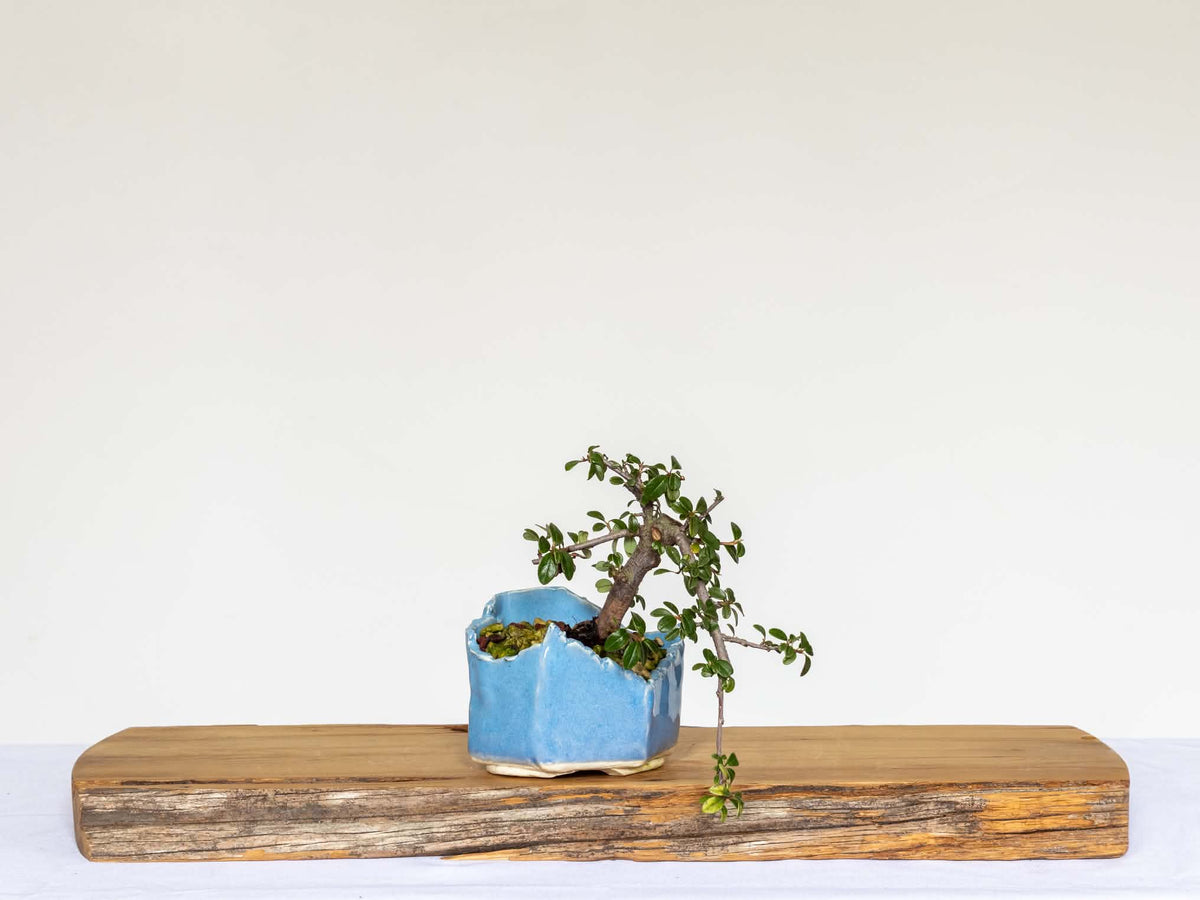 Outdoor Bonsai — Cotoneaster sp. — Penjing Style — 5+ Years - The Plant Warehouse NZ